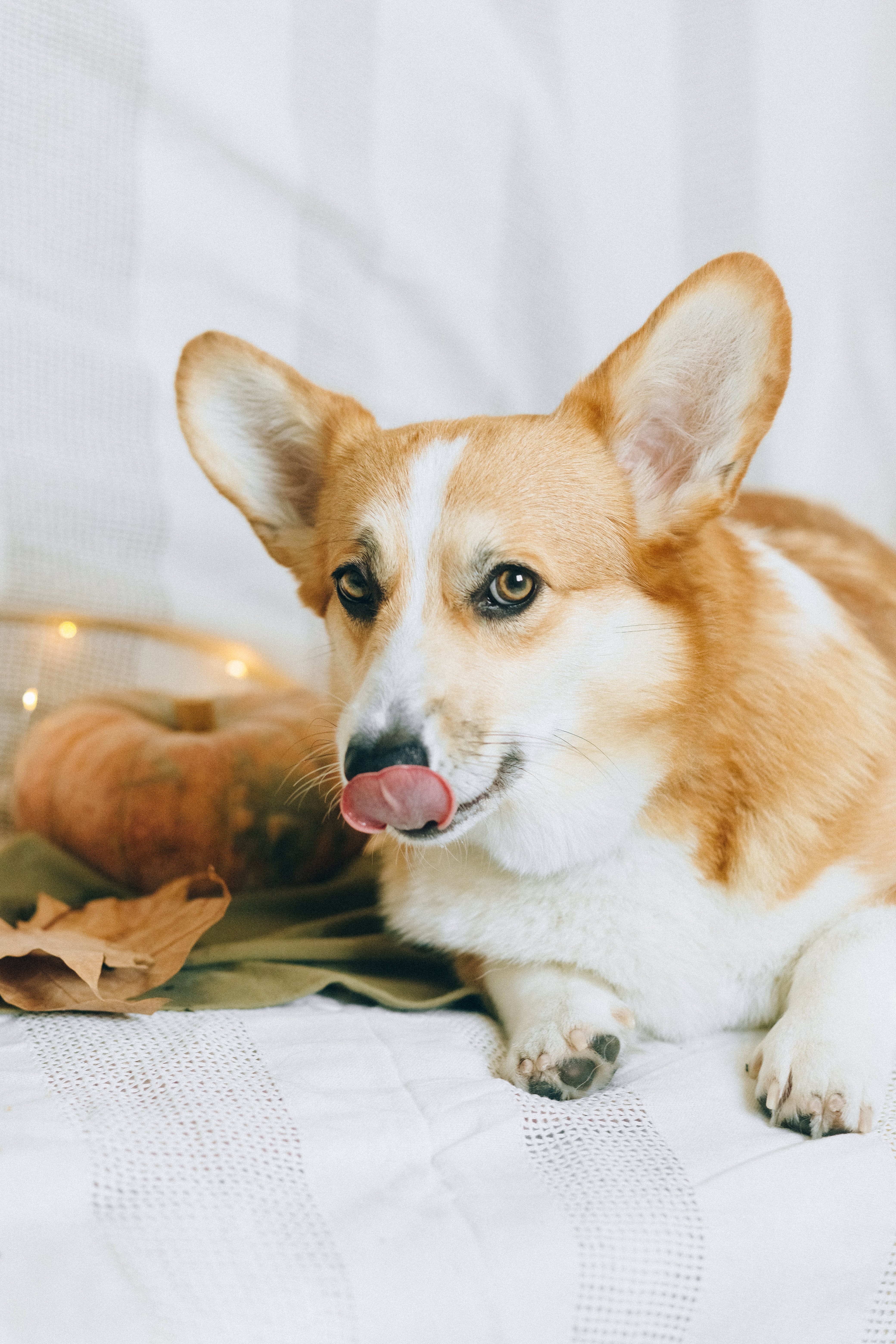 Pembroke Welsh Corgi Photo, Download The BEST Free Pembroke Welsh Corgi & HD Image