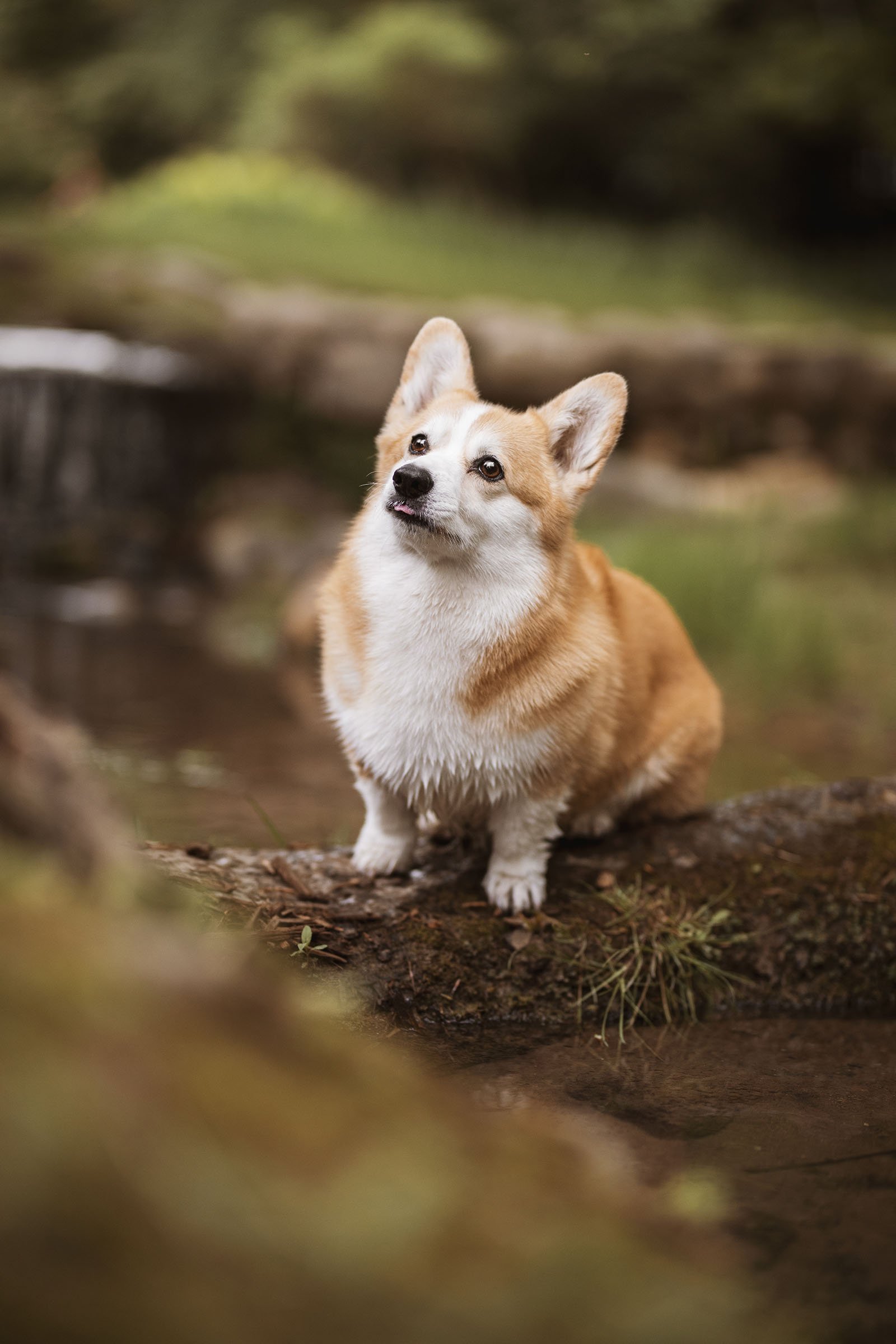 Radish the Corgi, Photographed in Michigan Gardens