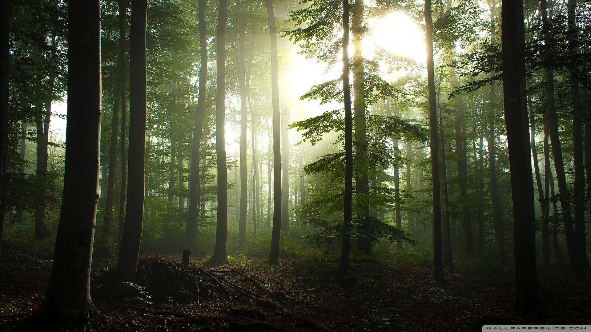 Download Coniferous Forest Sunlight Wallpaper