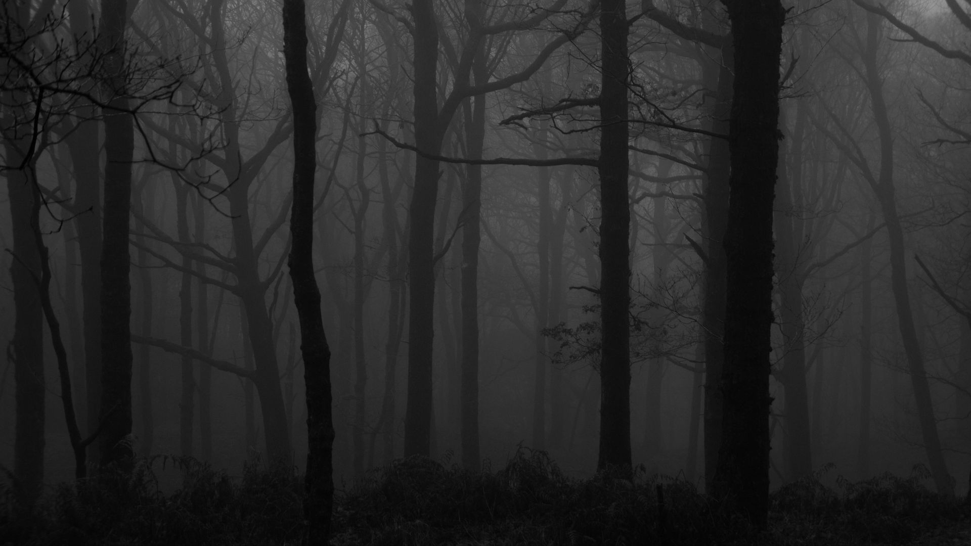 Download wallpaper 1920x1080 forest, fog, bw, trees, dark full hd, hdtv, fhd, 1080p HD background