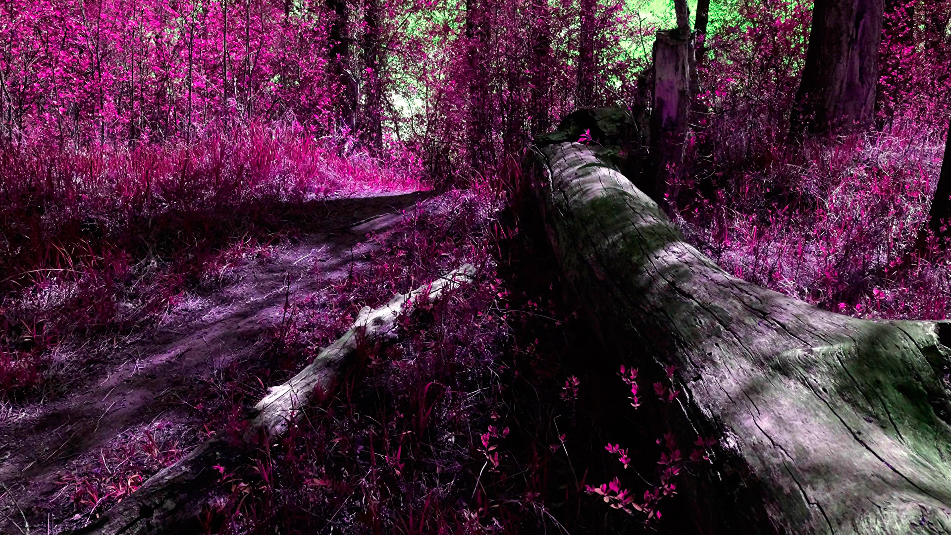 Desktop Wallpaper Nature forest Trees 1920x1080