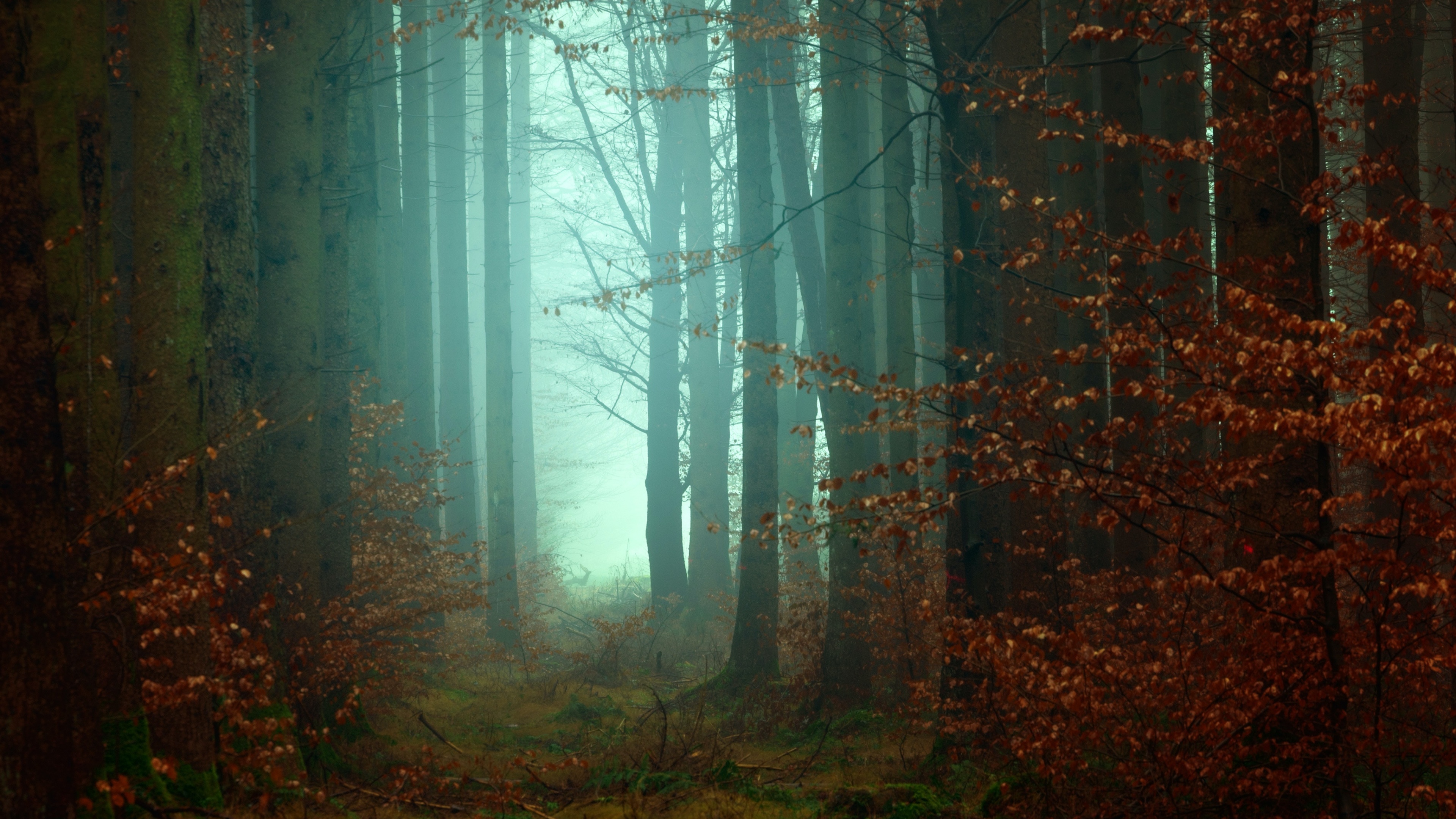 Forest Wallpaper 4K, Mist, Fall, Autumn, Foggy