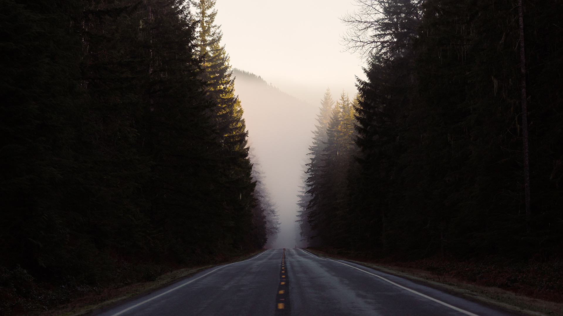 Desktop Wallpaper Fog Nature Roads Forests 1920x1080