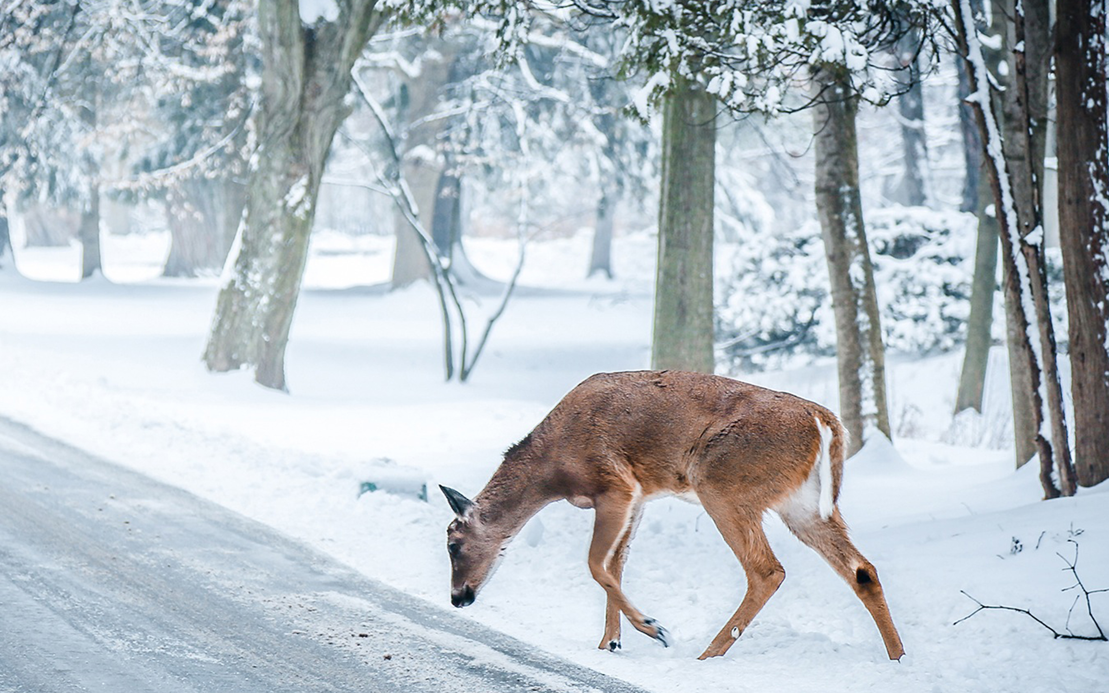 Christmas Deer Street Snow Winter