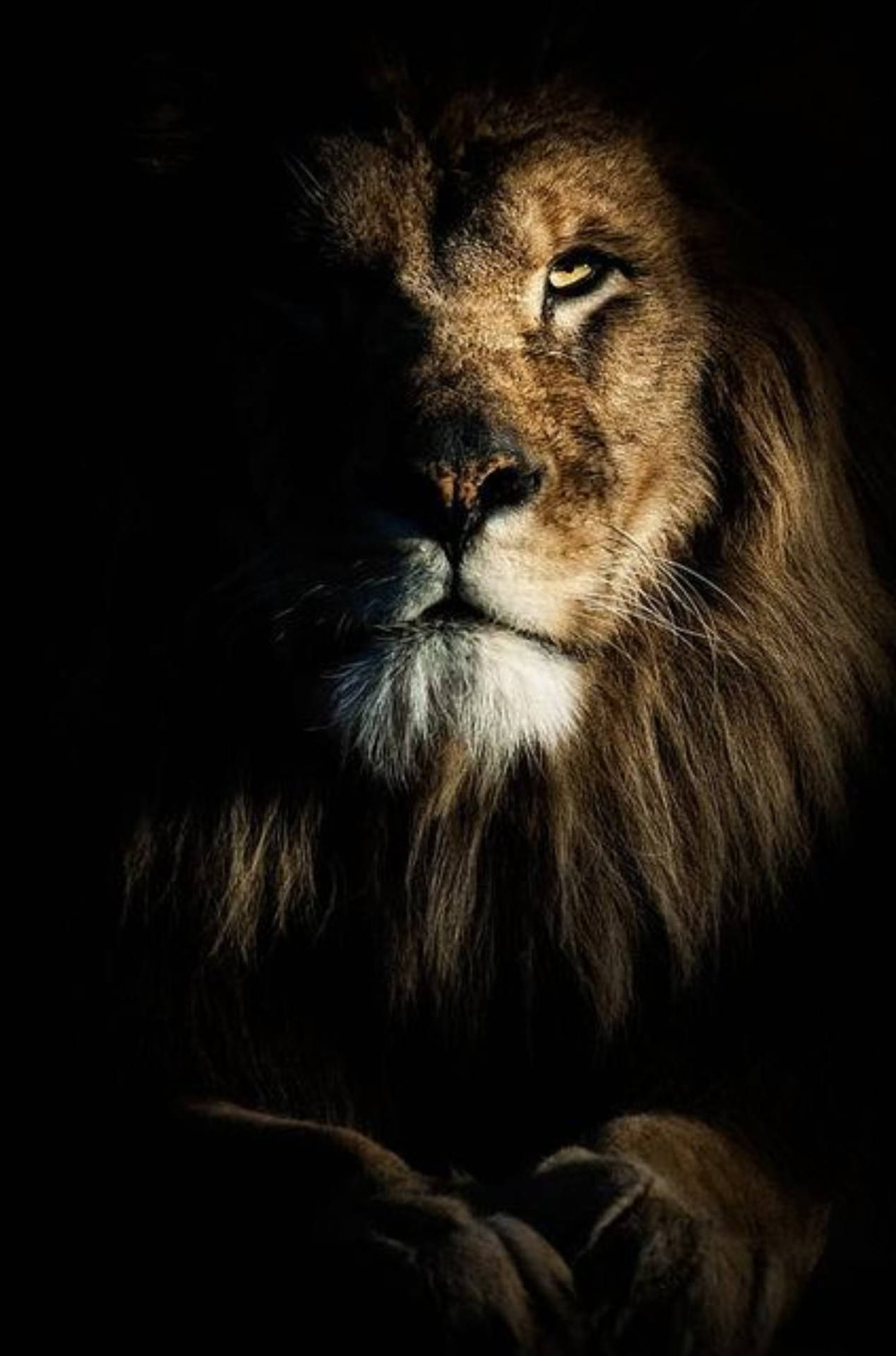 Download Dramatic Lion Phone Wallpaper