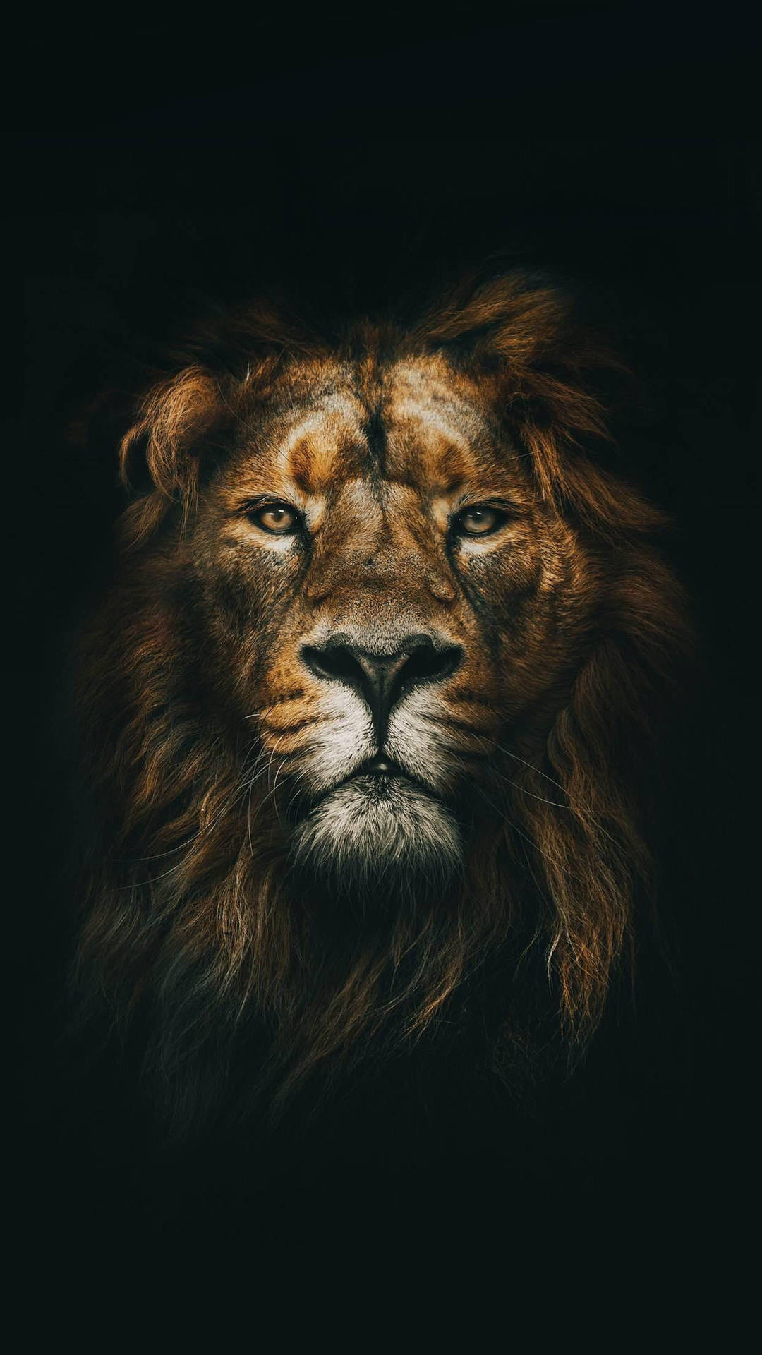 Download Serious Lion Phone Wallpaper