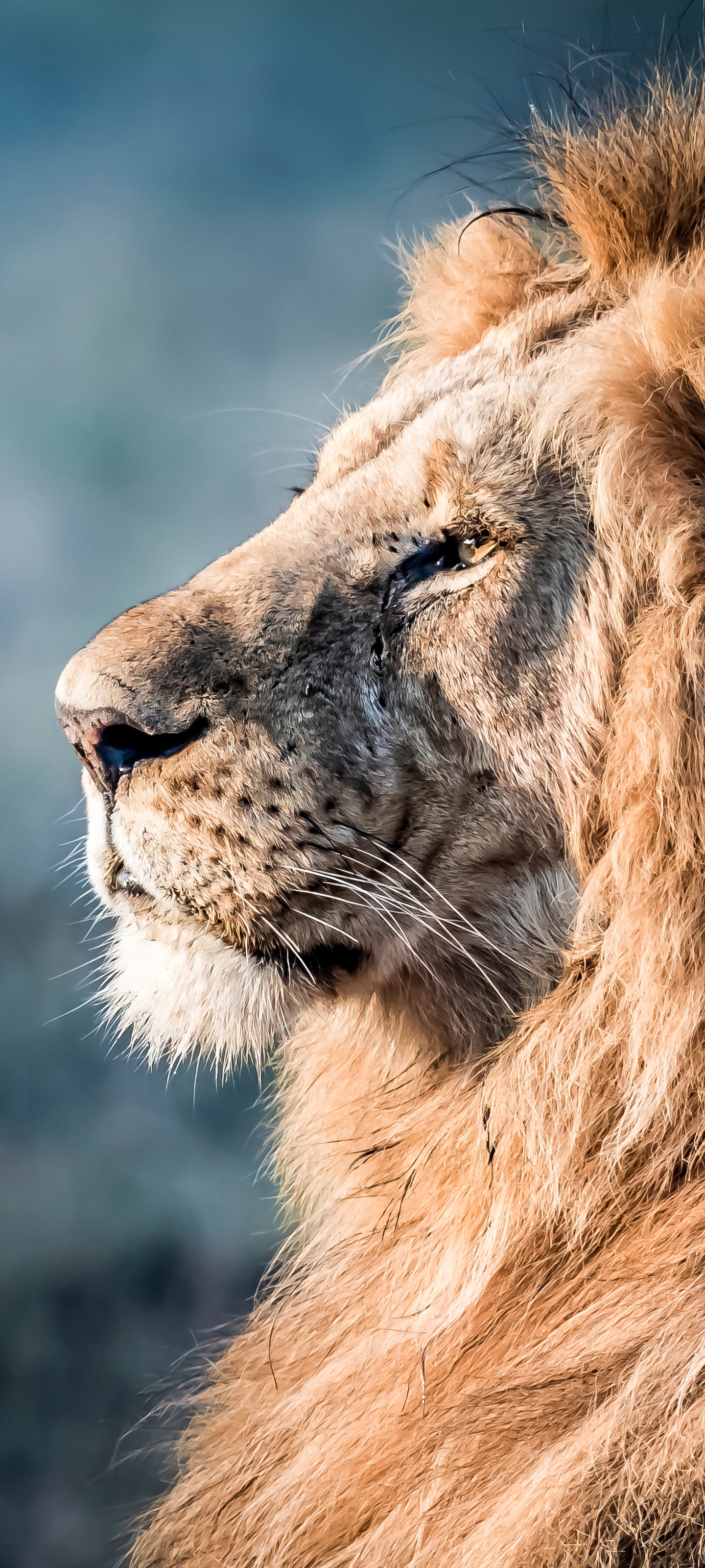 Lion Phone Wallpaper