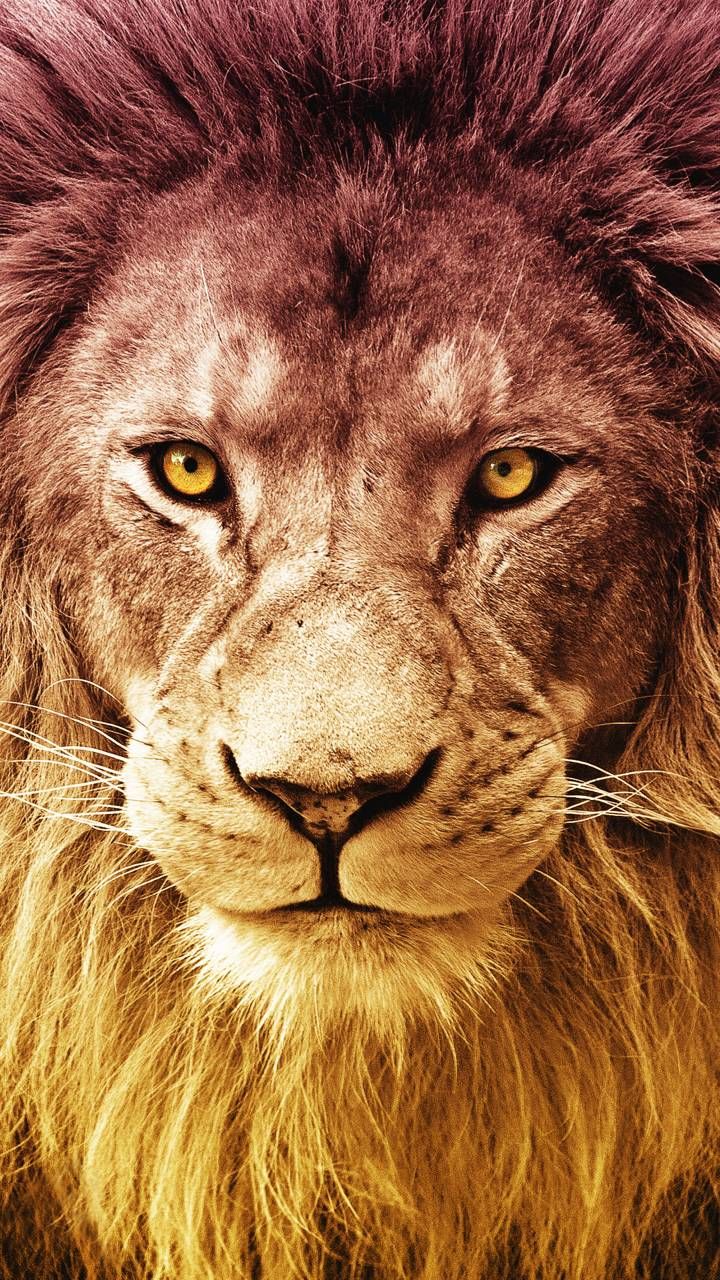 Download lion Wallpaper by sashaml now. Browse millions of popular animals Wallpaper and Rington. Lion wallpaper, Lion image, Lions photo