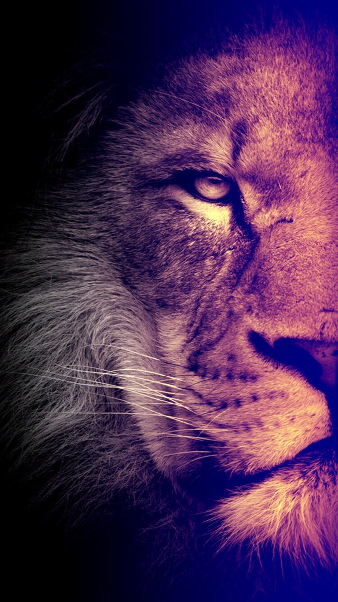 Lion Wallpaper