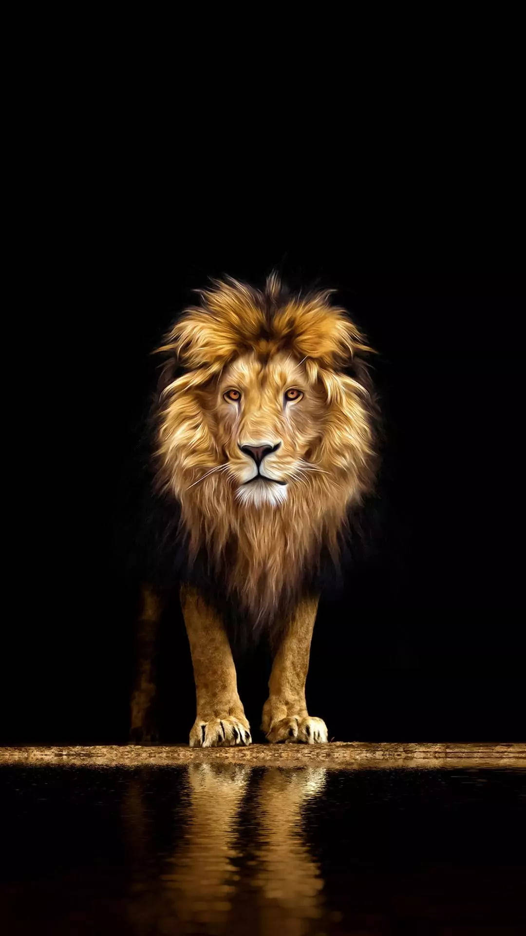 Download Reflection Lion Phone Wallpaper