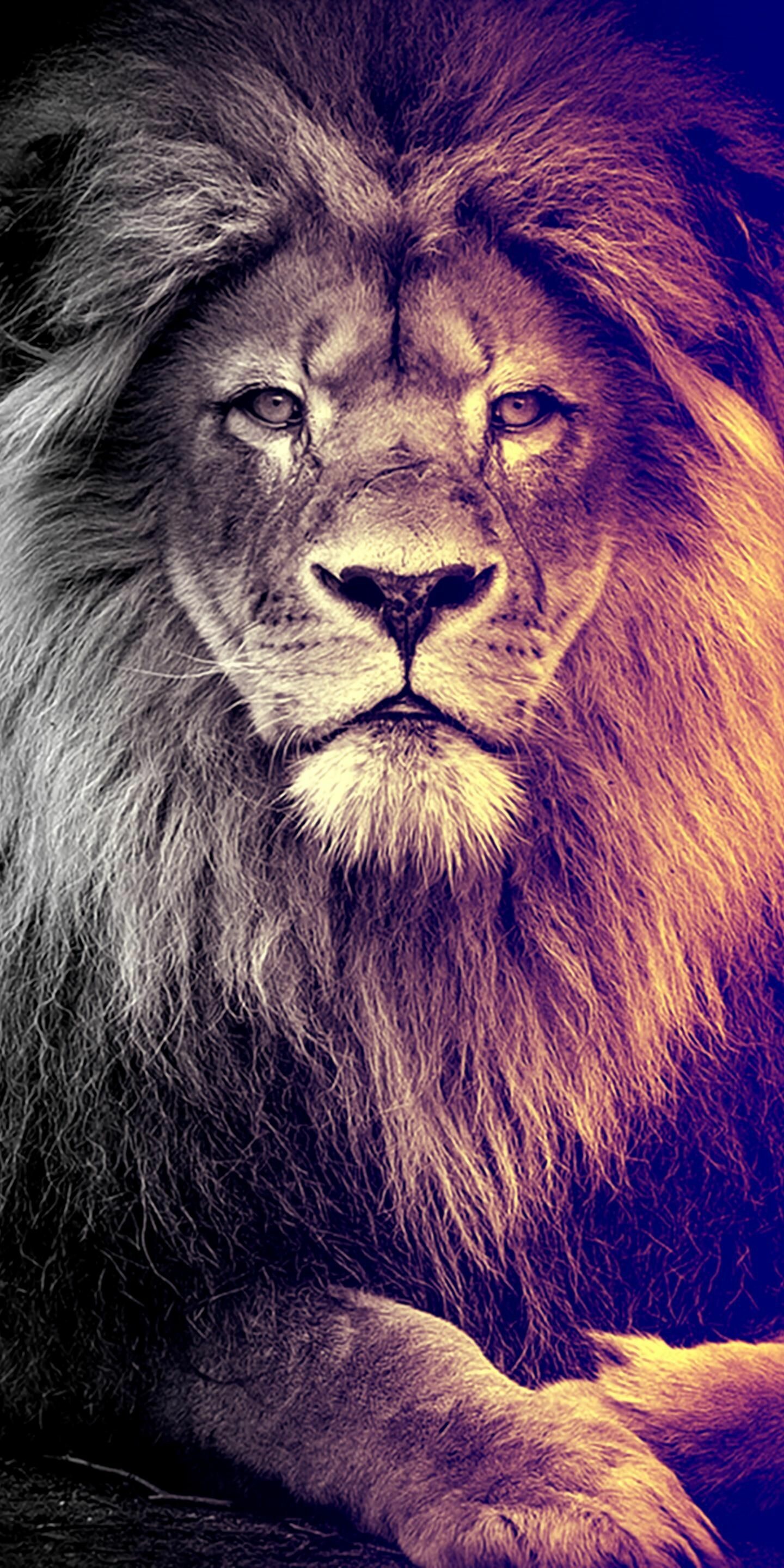 Lion Wallpaper (image inside)