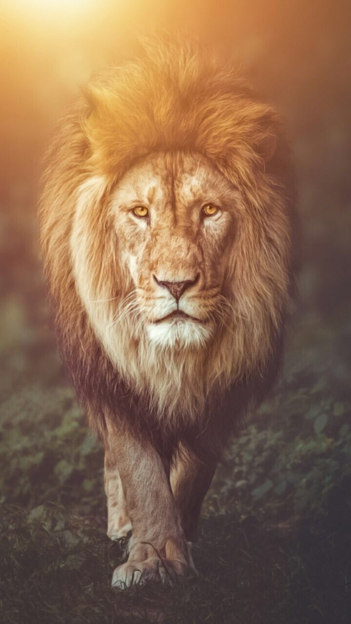 Lion Phone s Wallpaper