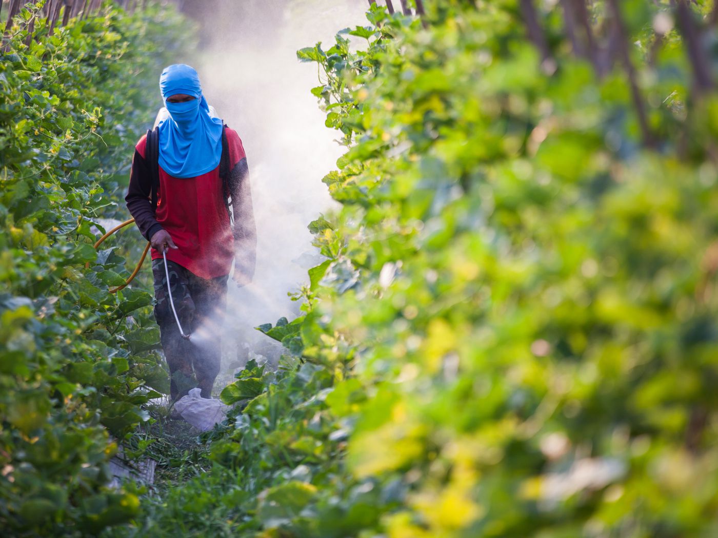 The developing world is awash in pesticides. There may be a better way