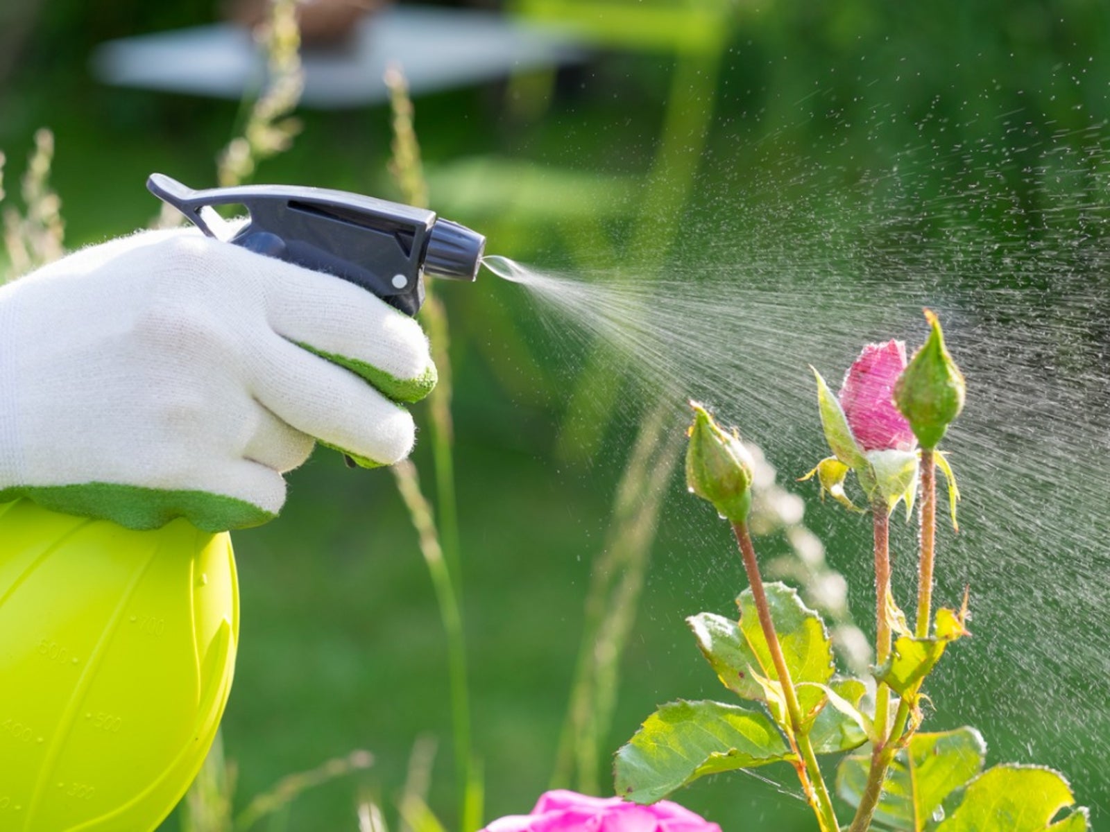 Are Pesticides Bad For Pants: Treating Insecticide Damage To Plants