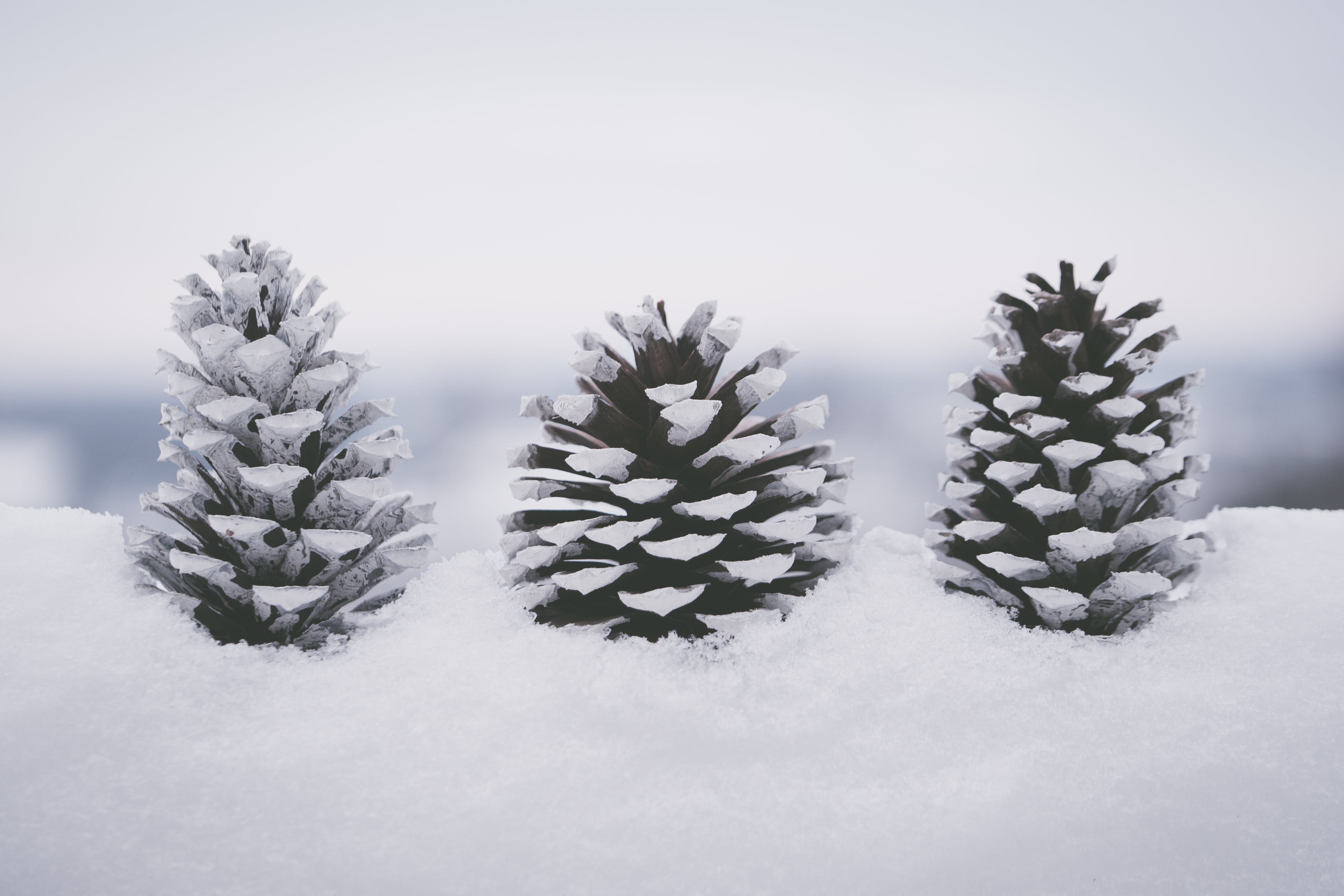 CHolic 72Pcs Pine Cone Set, Natural Pinecone Acorns Pine Cones