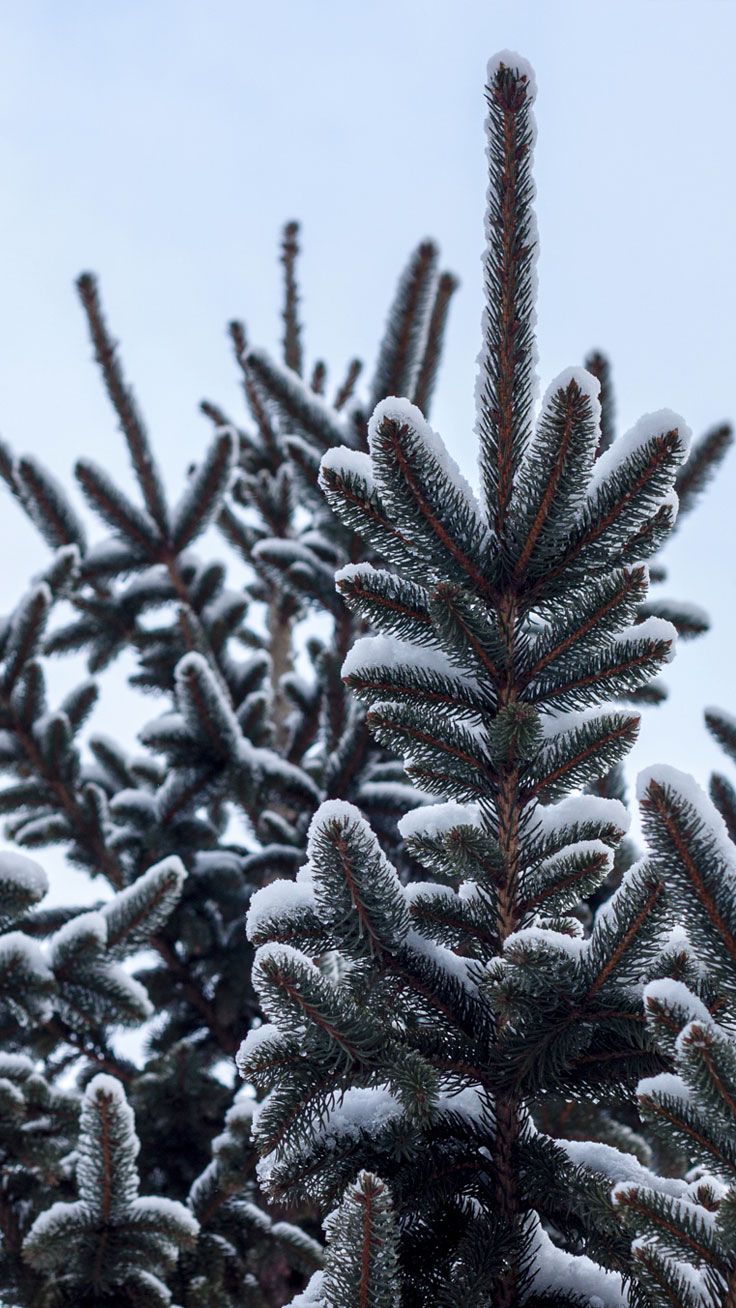 Adventurous Forest & Mountain iPhone 7 Wallpaper. Preppy Wallpaper. Nature iphone wallpaper, Nature wallpaper, iPhone 7 wallpaper