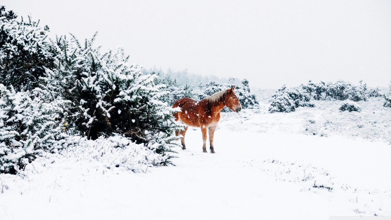 Winter Country Landscape Ultra HD Desktop Background Wallpaper for 4K UHD TV, Widescreen & UltraWide Desktop & Laptop, Tablet