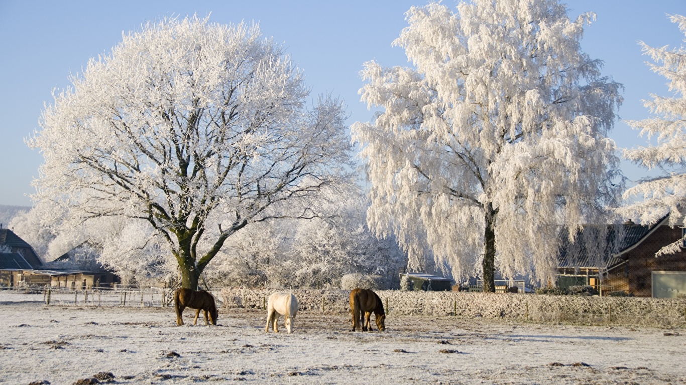 Picture horse Winter Nature Three 3 Trees 1366x768
