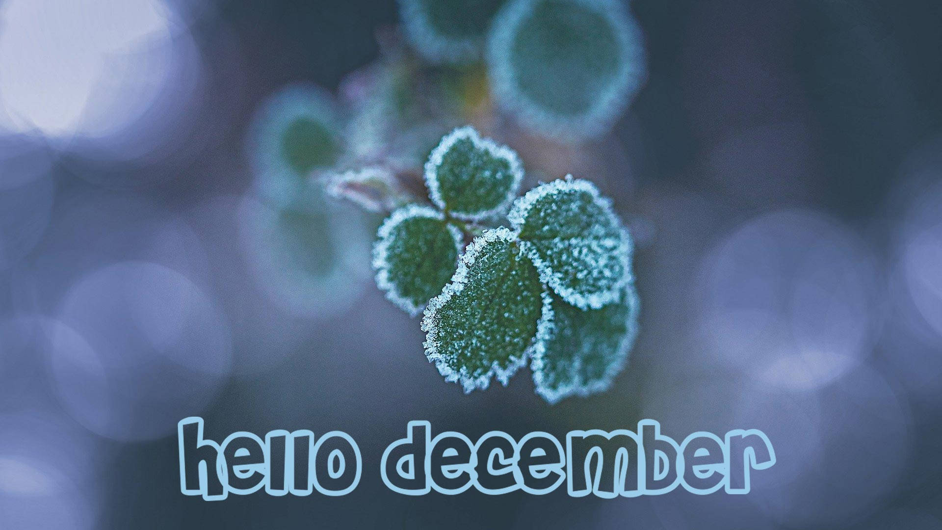 Download Hello December Frosty Leaves Wallpaper