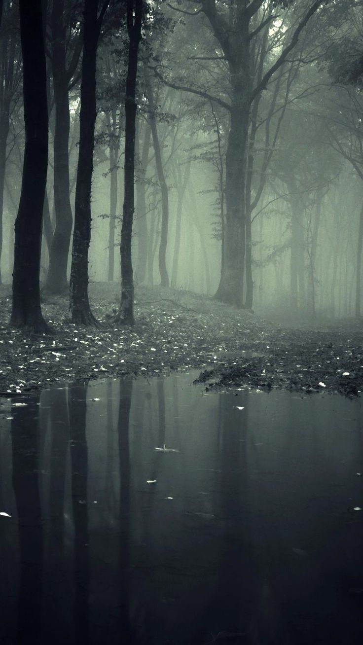 Black and White Jungle Mobile Smartphone 1080p Phone Wallpaper HD /black. HD nature wallpaper, Scary woods, Nature wallpaper