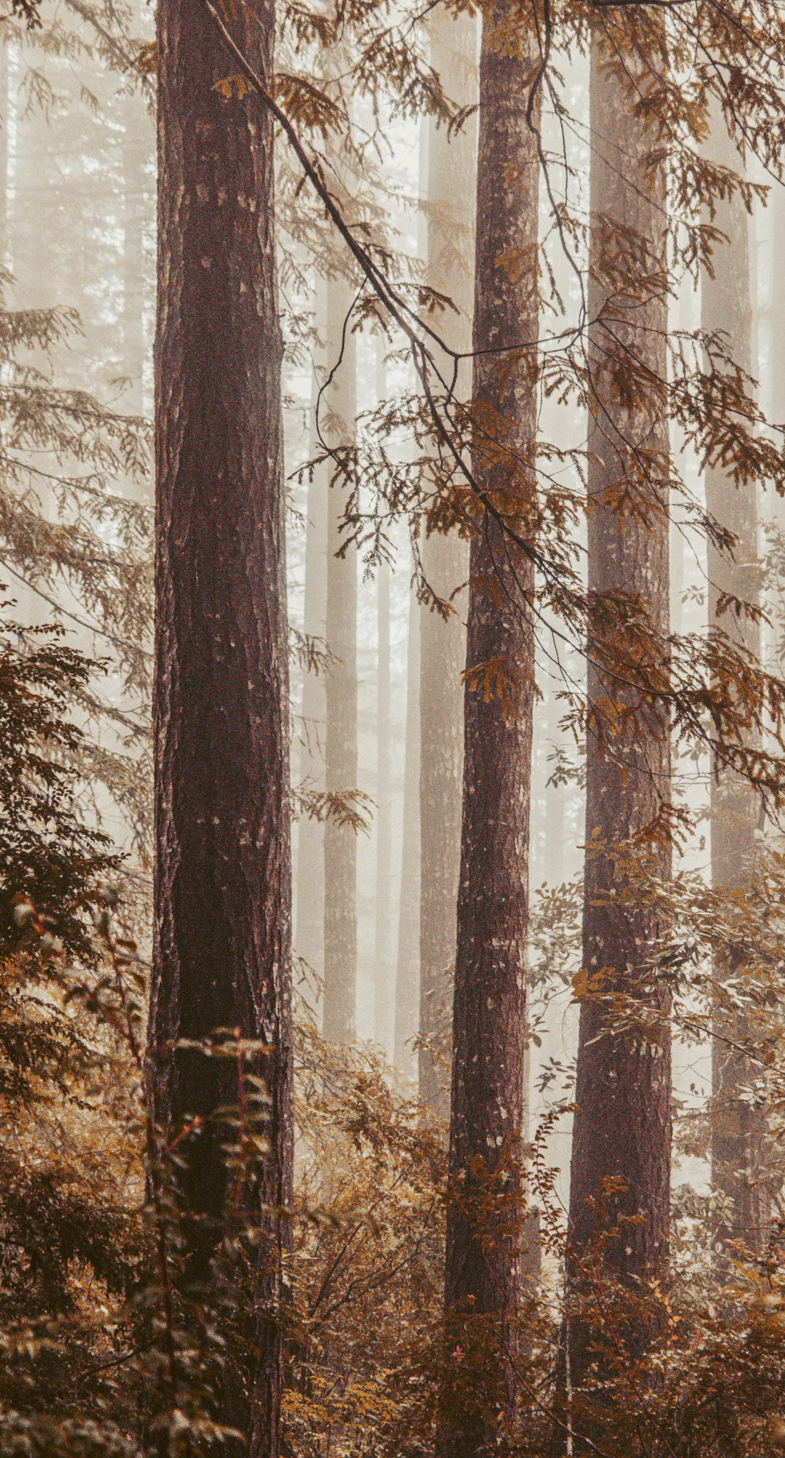 Mobile Phone Nature Wallpaper