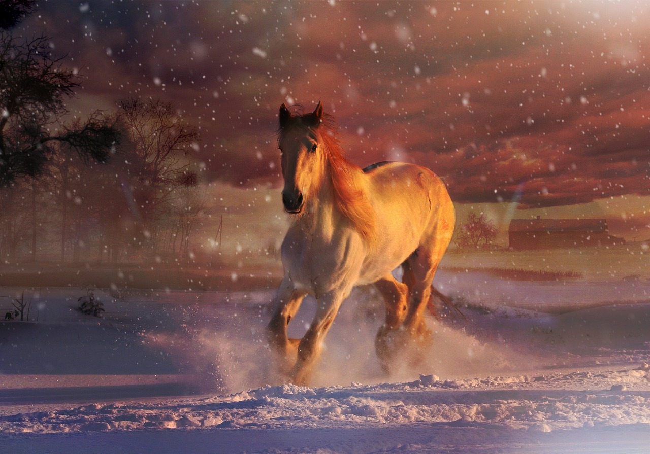White Horse Galloping Winter