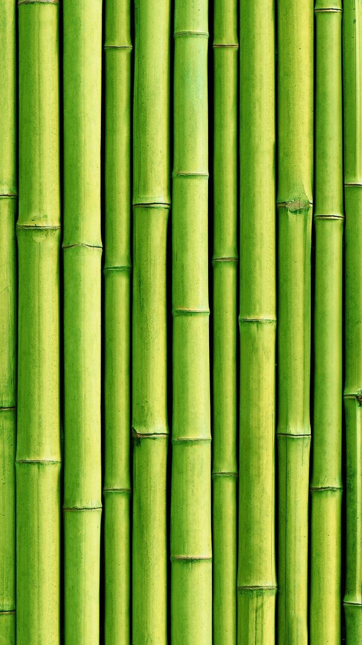 Bamboo wallpaper, Bamboo background, Lucky bamboo plants