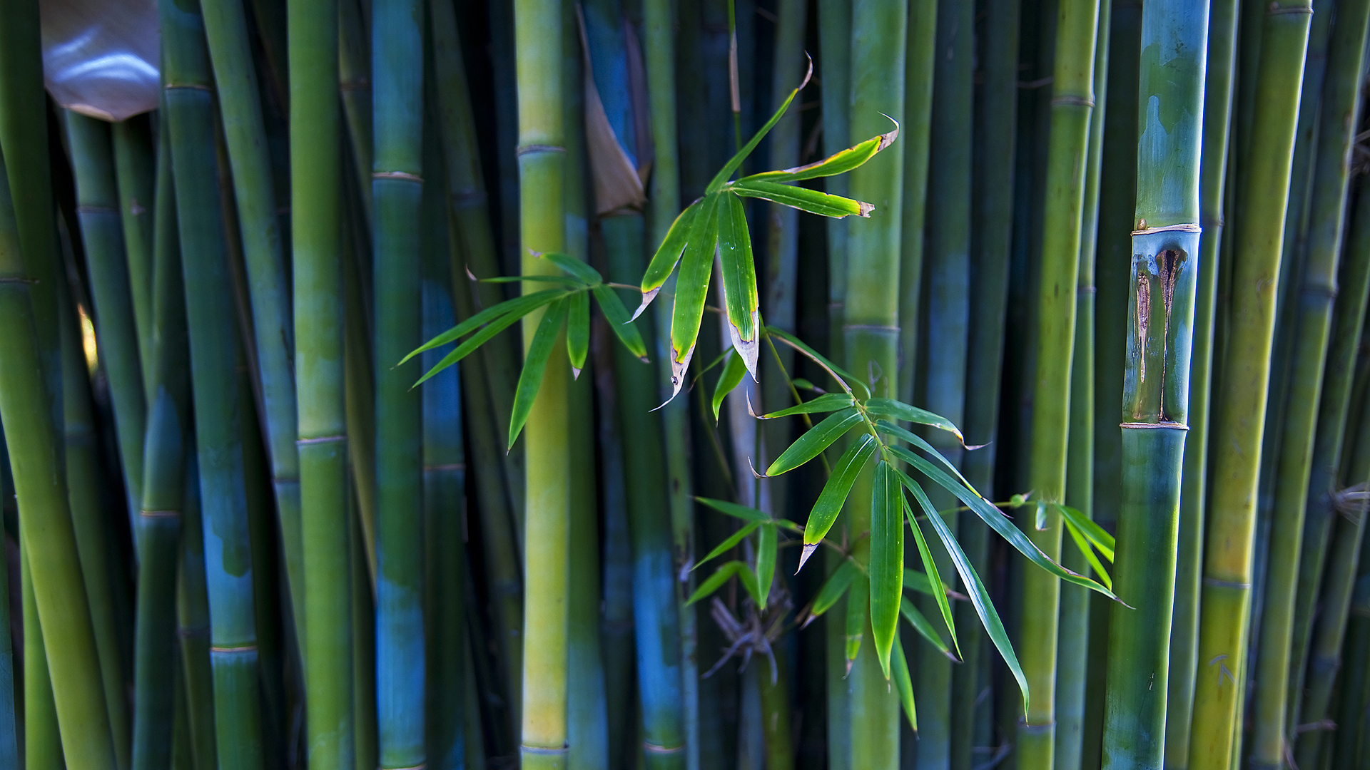 Tranquil Bamboo: A Stunning HD