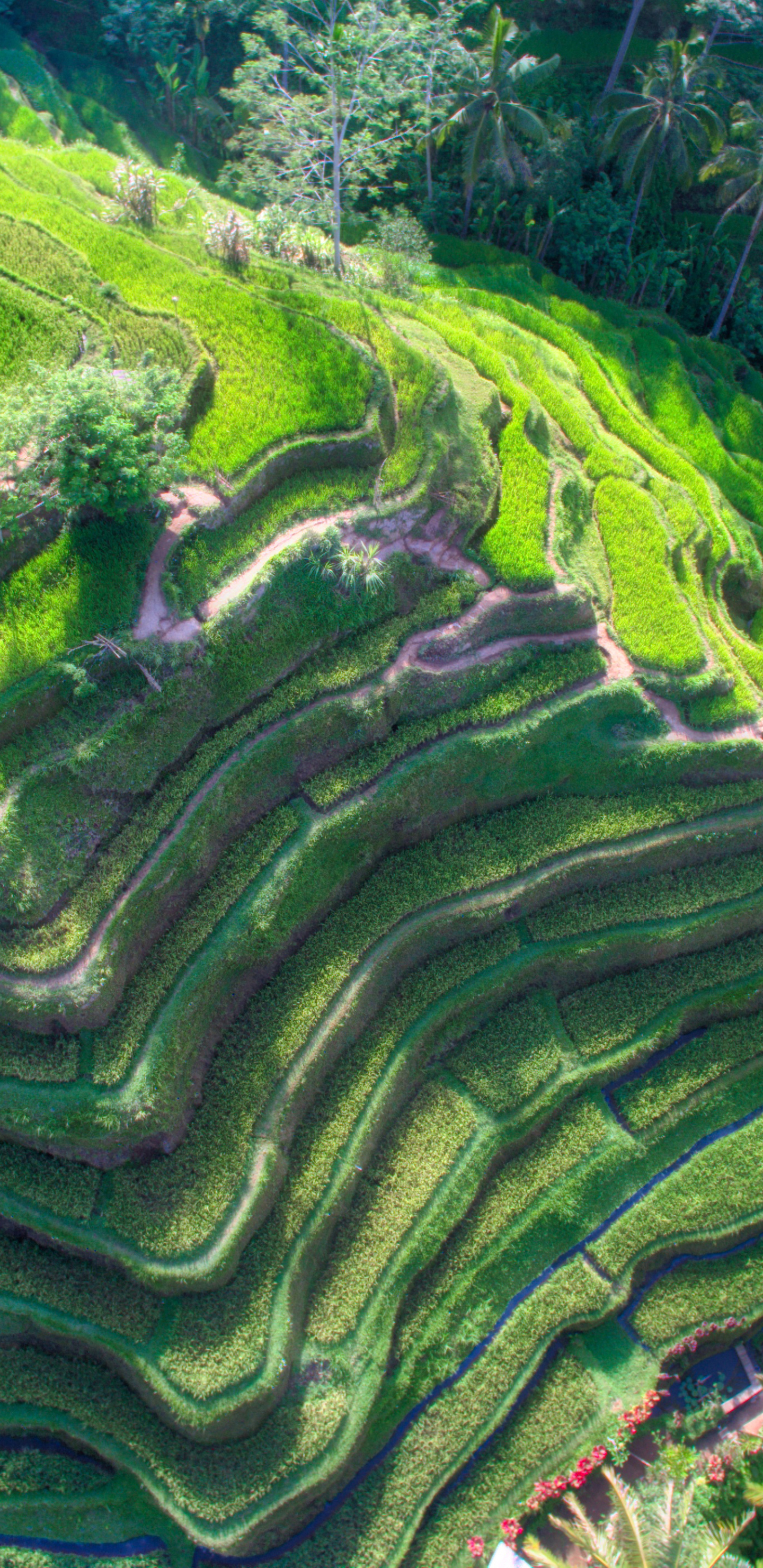 Mobile wallpaper: Bali, Indonesia, Man Made, Rice Terrace, 1326113 download the picture for free