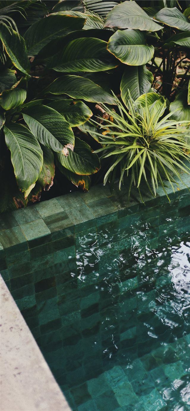 The Slow Bali Indonesia. Plant Wallpaper, Instagram Photo Editing, Lightroom