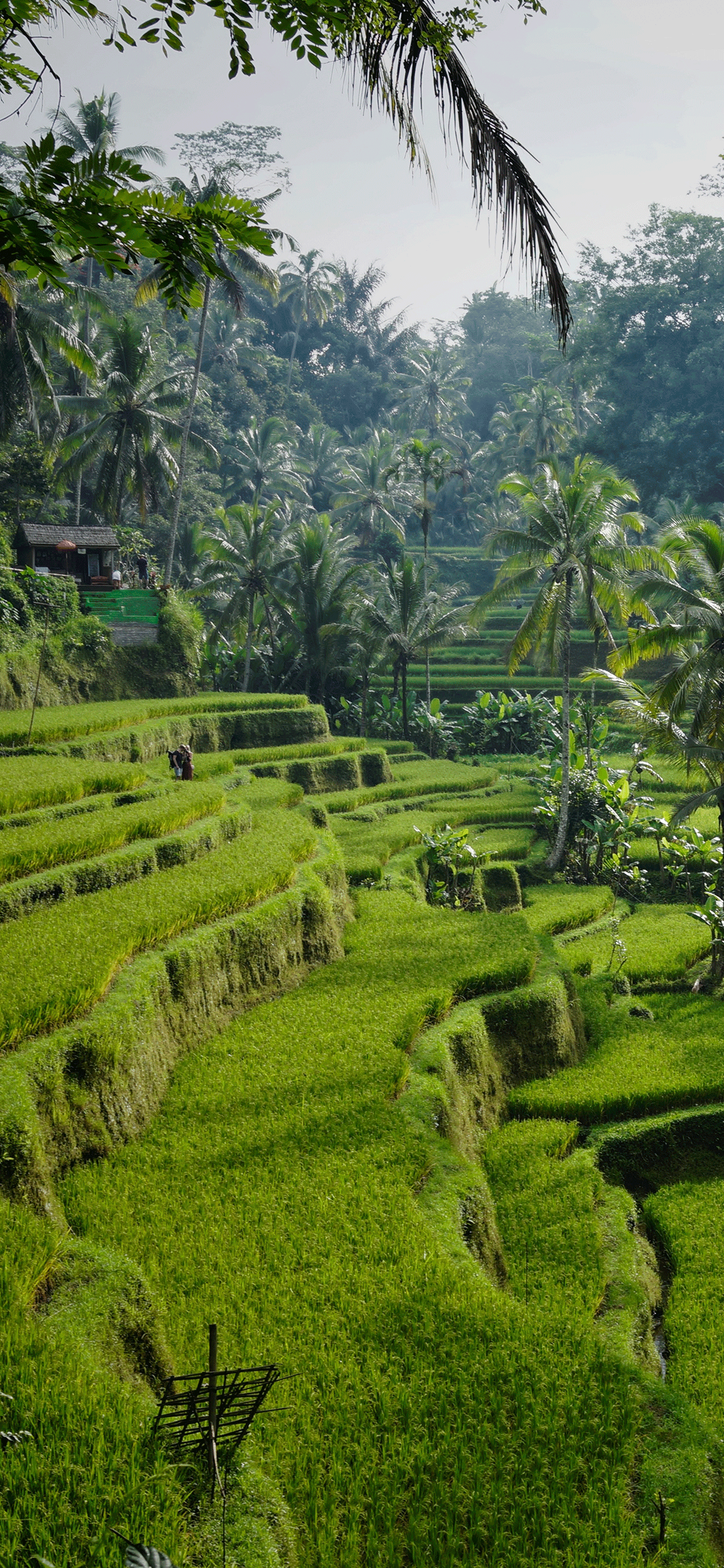3Wallpaper for iPhone Wallpaper Ubud, Ubud in HD ==>