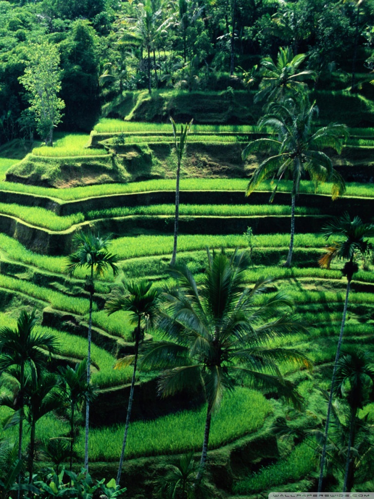 Bali, Indonesia Ultra HD Desktop Background Wallpaper for 4K UHD TV, Tablet