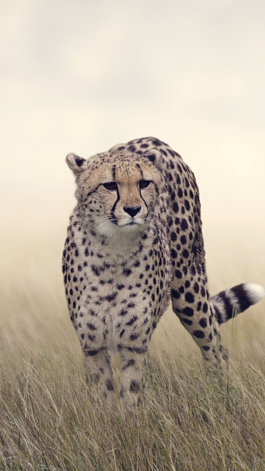 Cheetah Phone Wallpaper