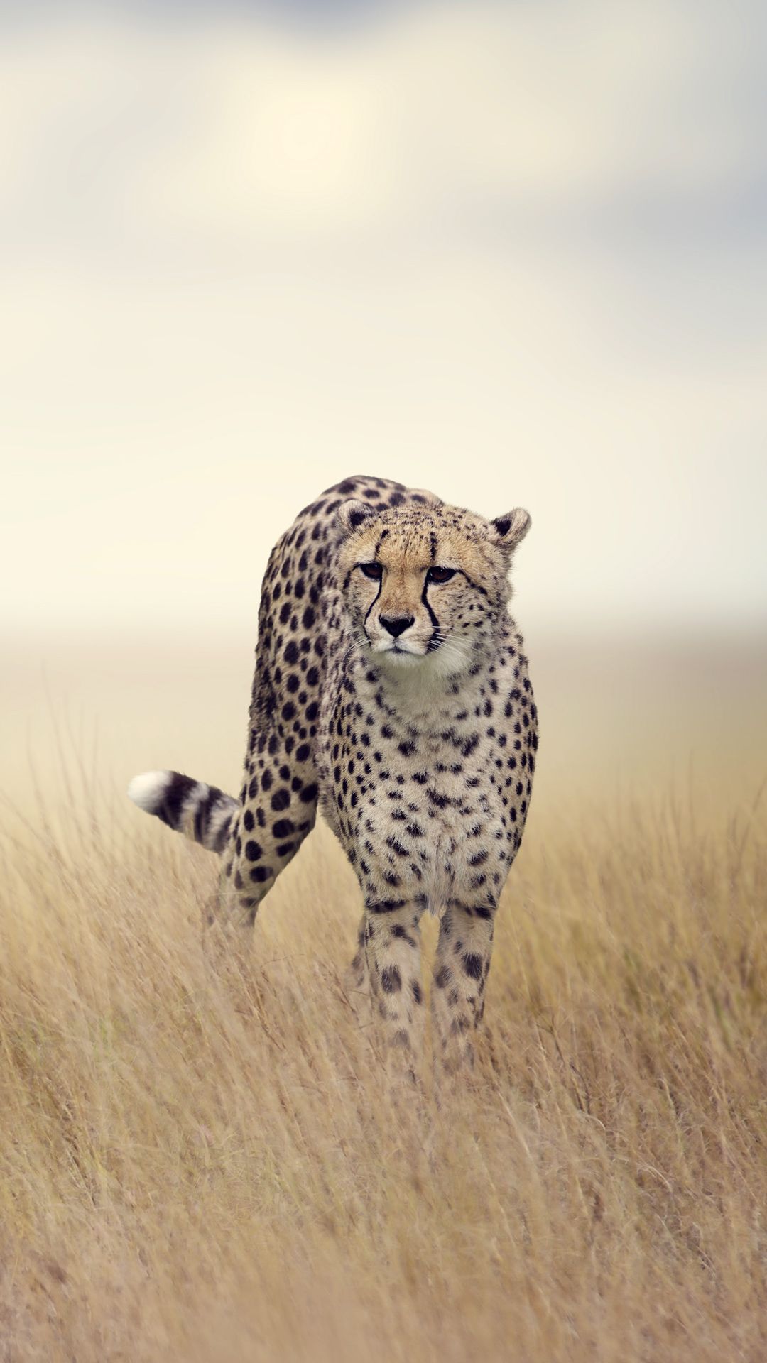 Black Cheetah Wallpaper Wallpaper × Cheetah Image. Cheetah wallpaper, Wildlife wallpaper, Pet birds