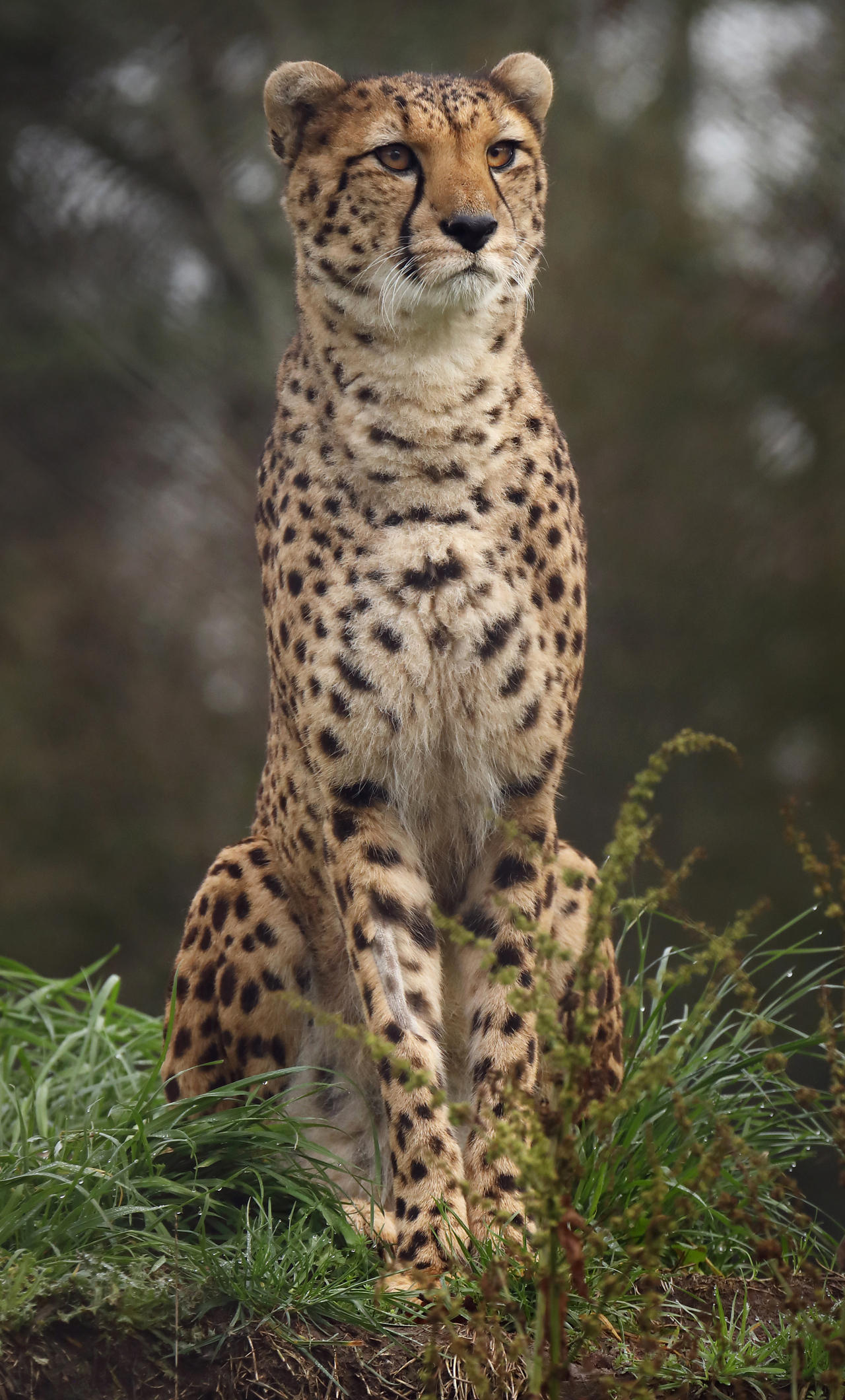 4k Cheetah Wild iPhone HD 4k Wallpaper, Image, Background, Photo and Picture