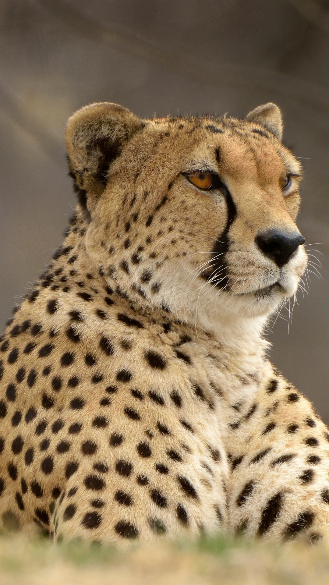 Cheetah Wallpaper for IPhone 6S /7 /8 [Retina HD]