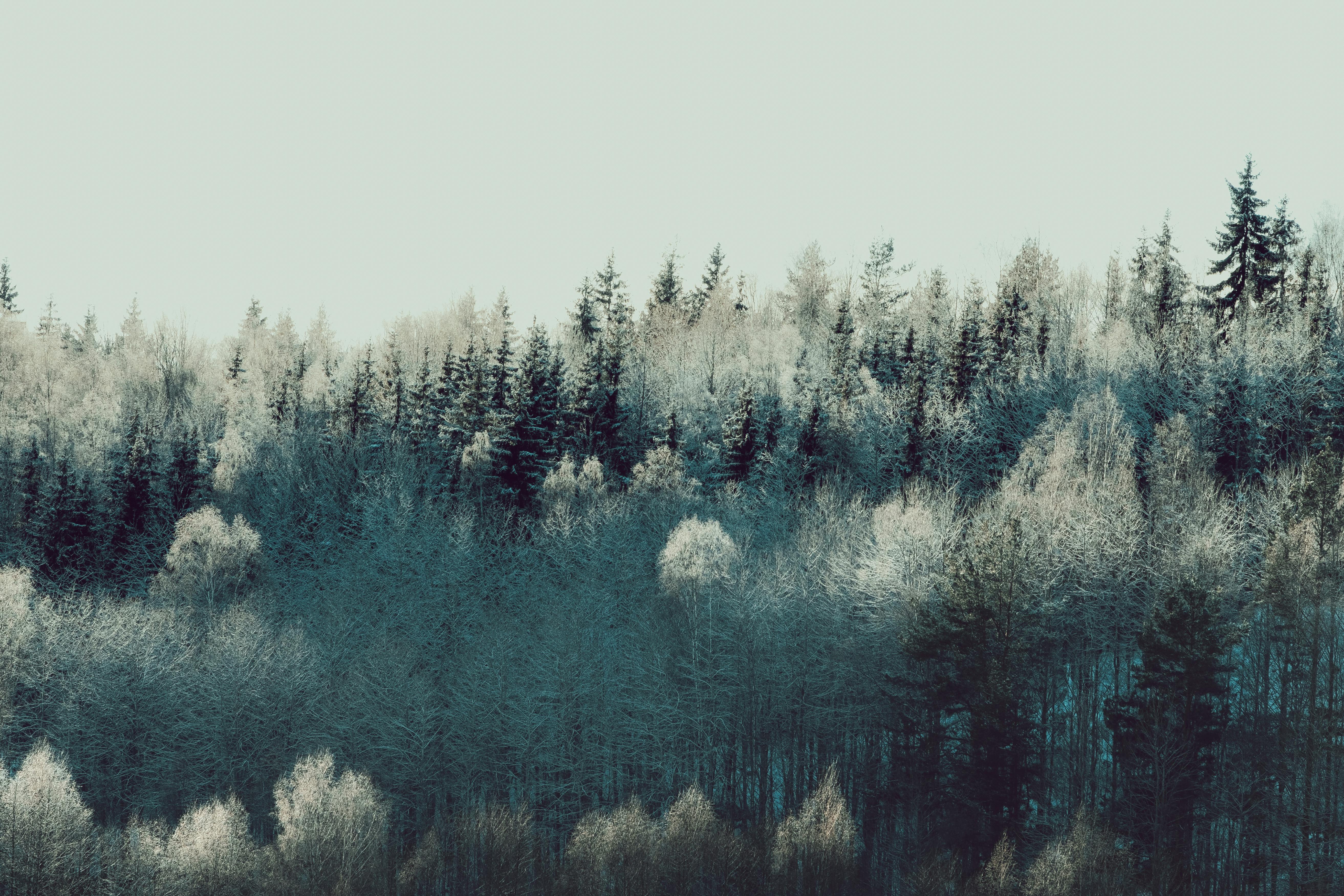 Evergreen trees covered with snow in woods · Free