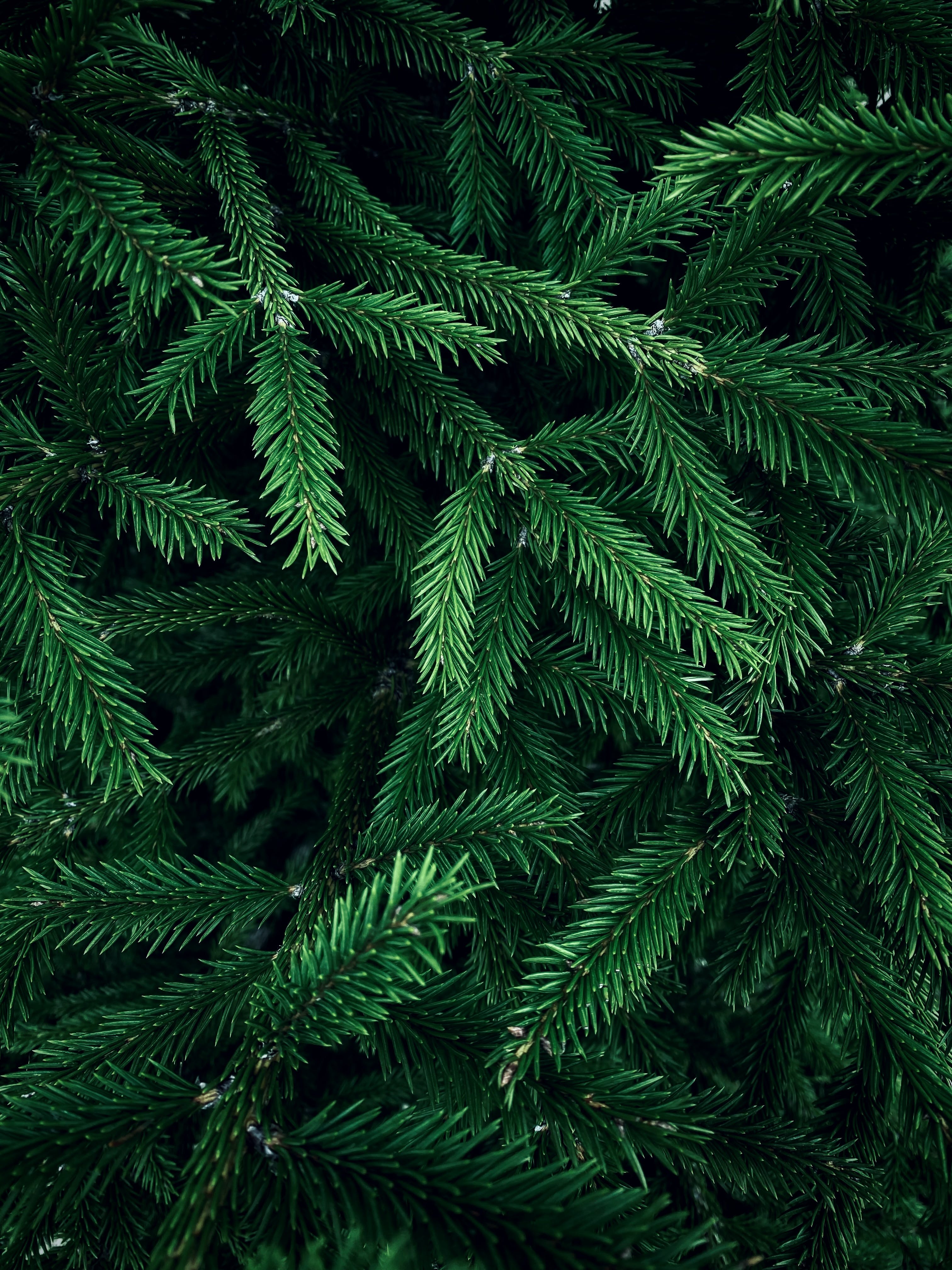 Evergreen Tree Photo, Download The BEST Free Evergreen Tree & HD Image