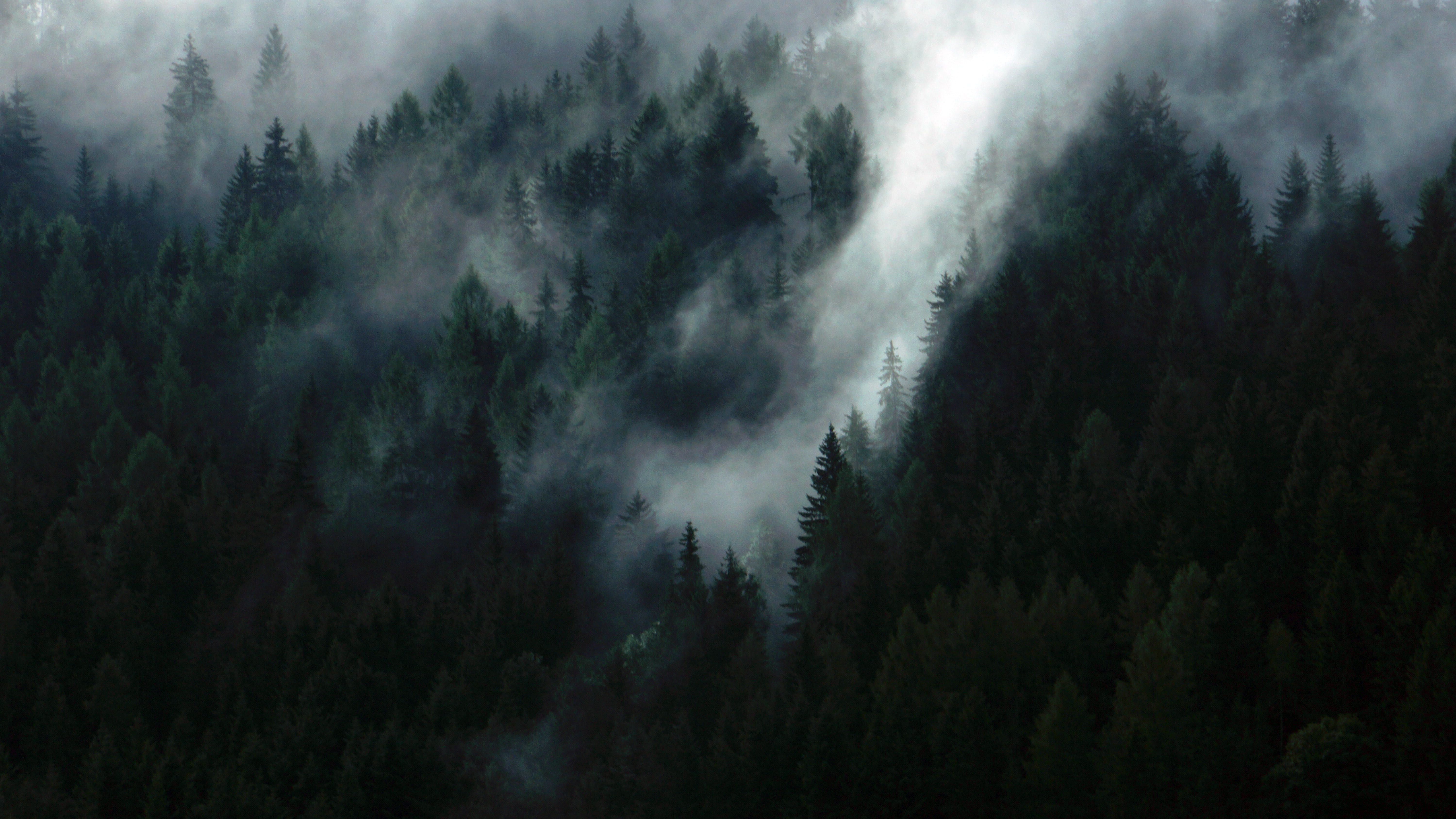 green trees #forest #tree #fog #mist #misty #evergreen #nature #landscape #dramatic #epic #dark #m. Dark desktop background, Dark blue wallpaper, Moody wallpaper