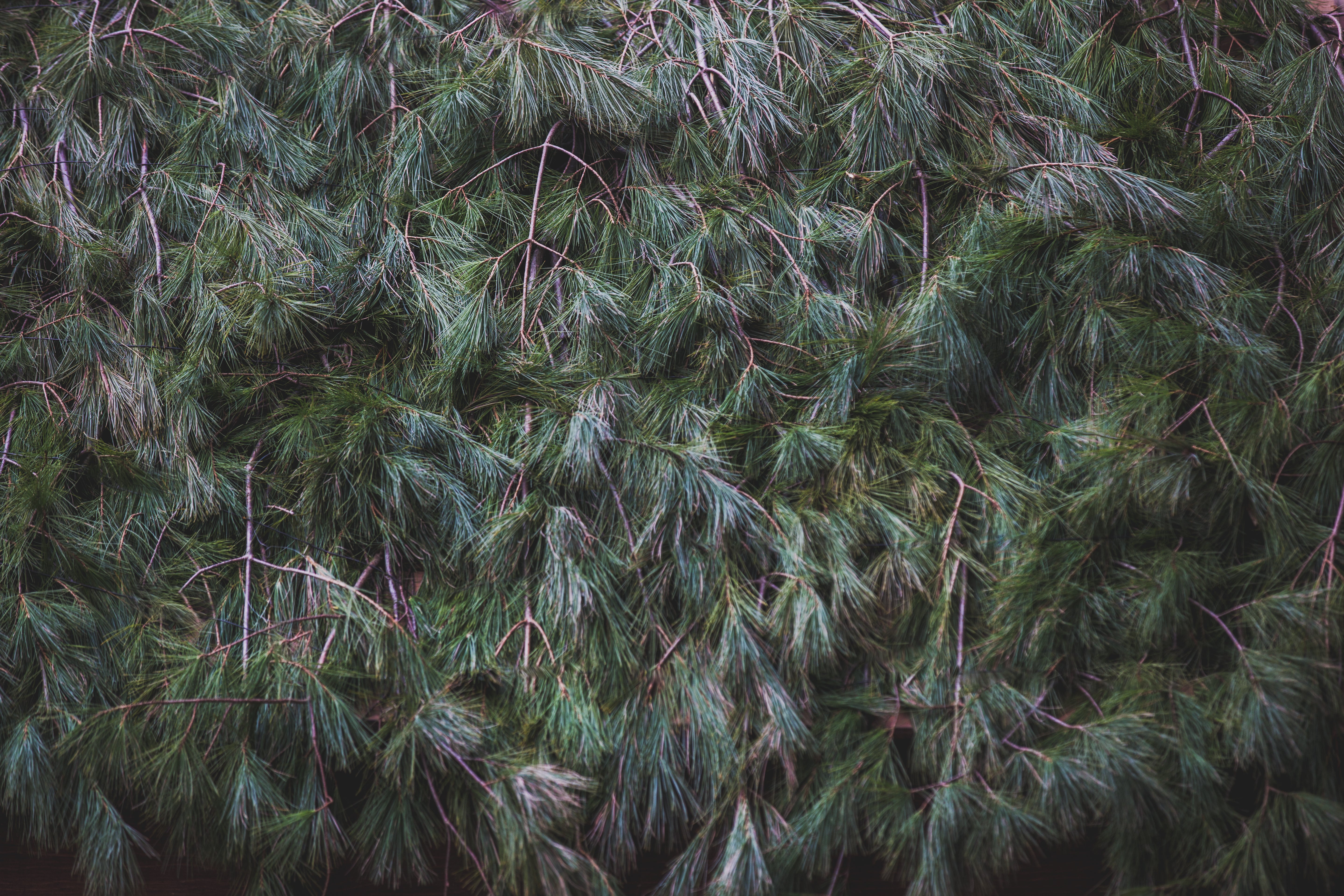 High Res Evergreen Tree Texture Picture