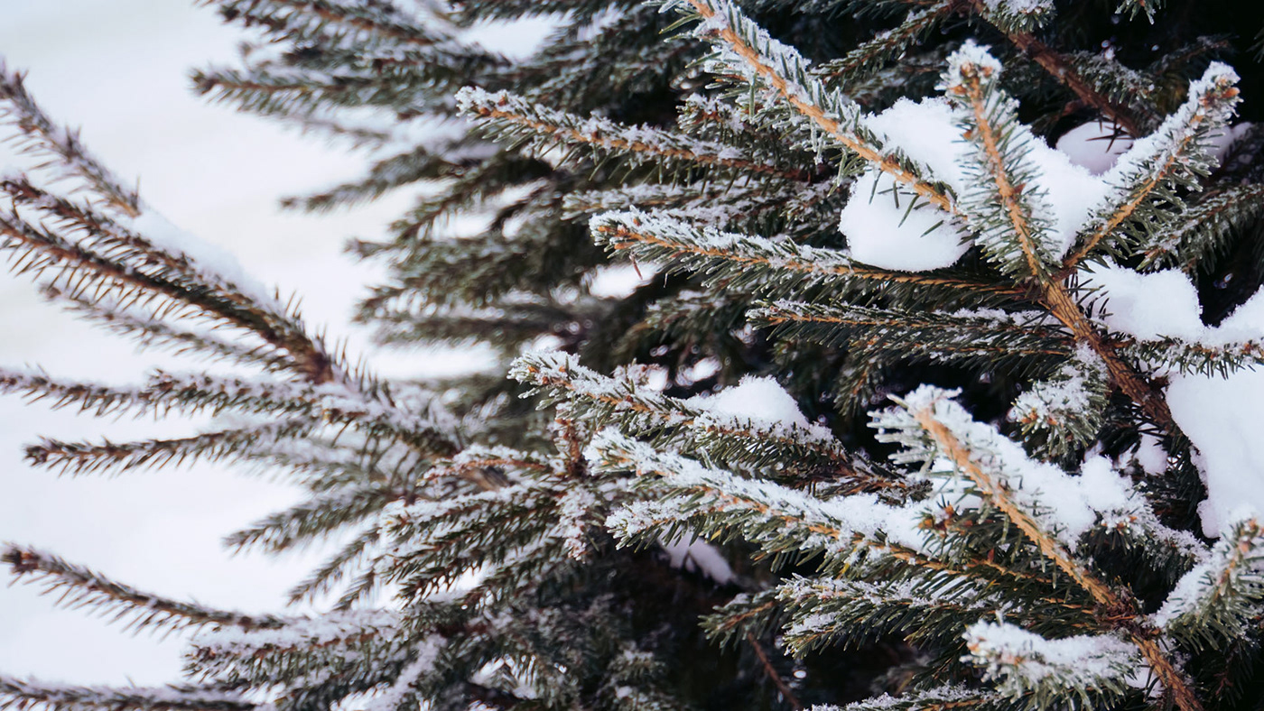 Snowy evergreen trees wallpaper - Behance