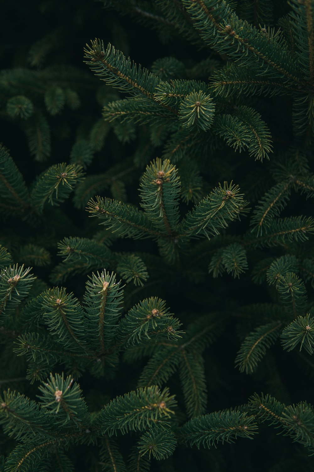 Pine Tree Picture. Download Free Image