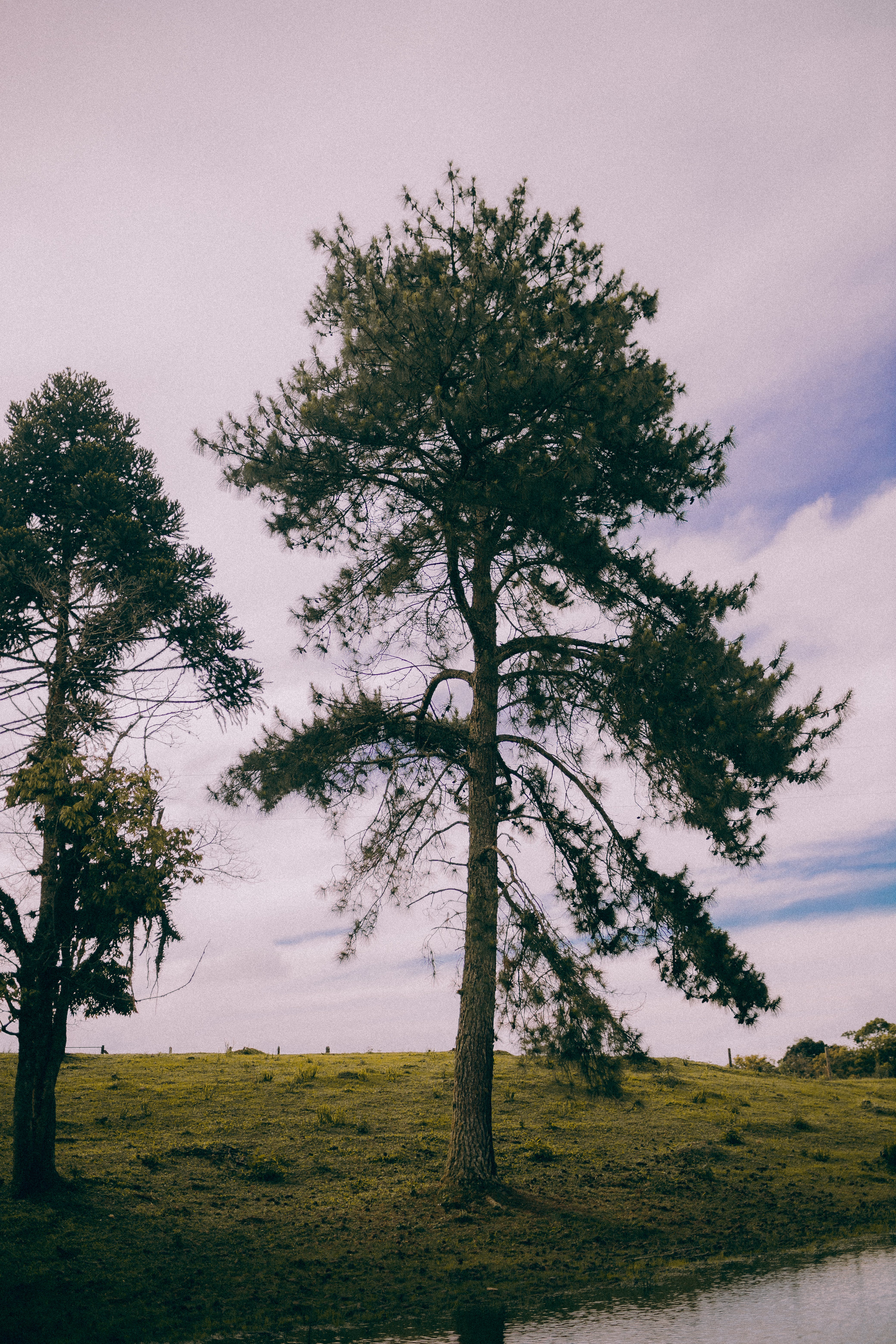 Evergreen Trees Photo, Download The BEST Free Evergreen Trees & HD Image