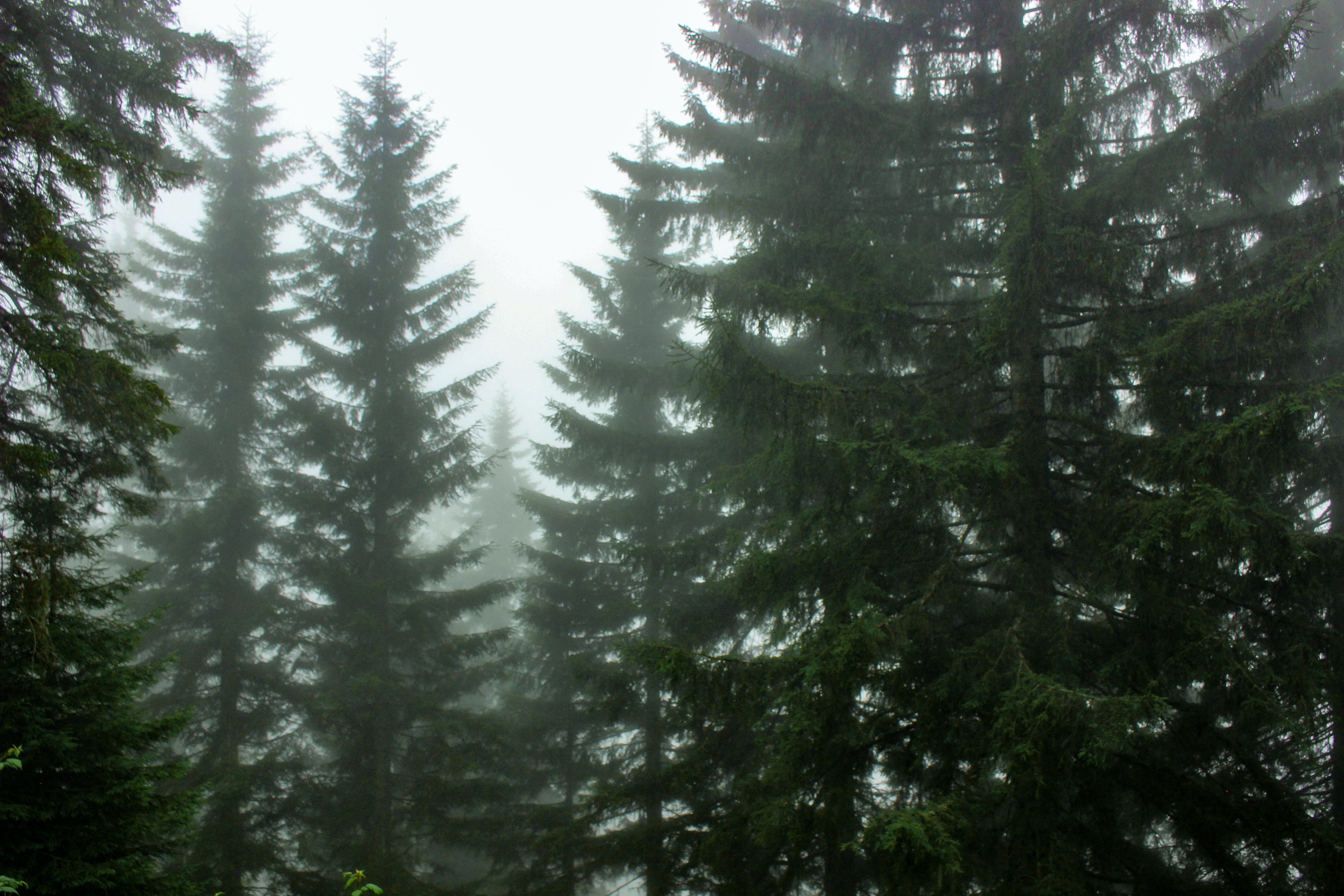 Evergreen Trees in Fog · Free