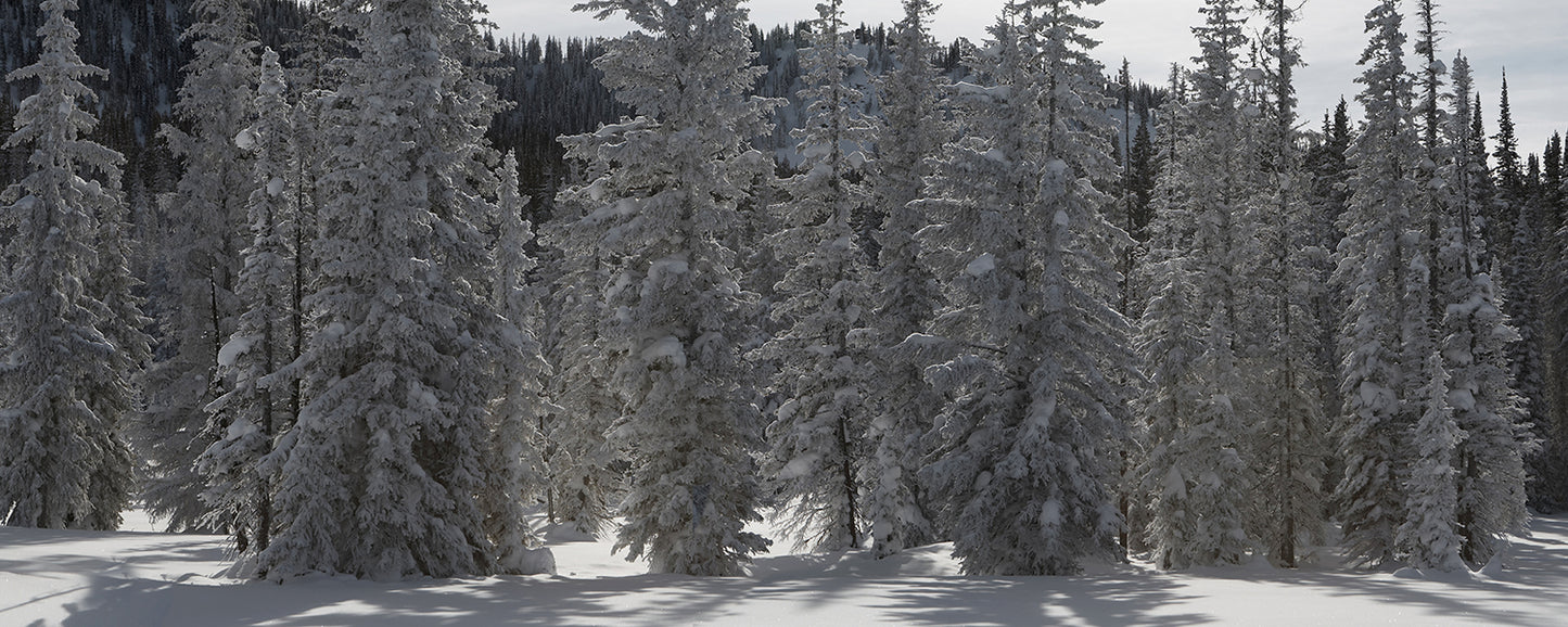 Vail Snowy Evergreen Trees Photo