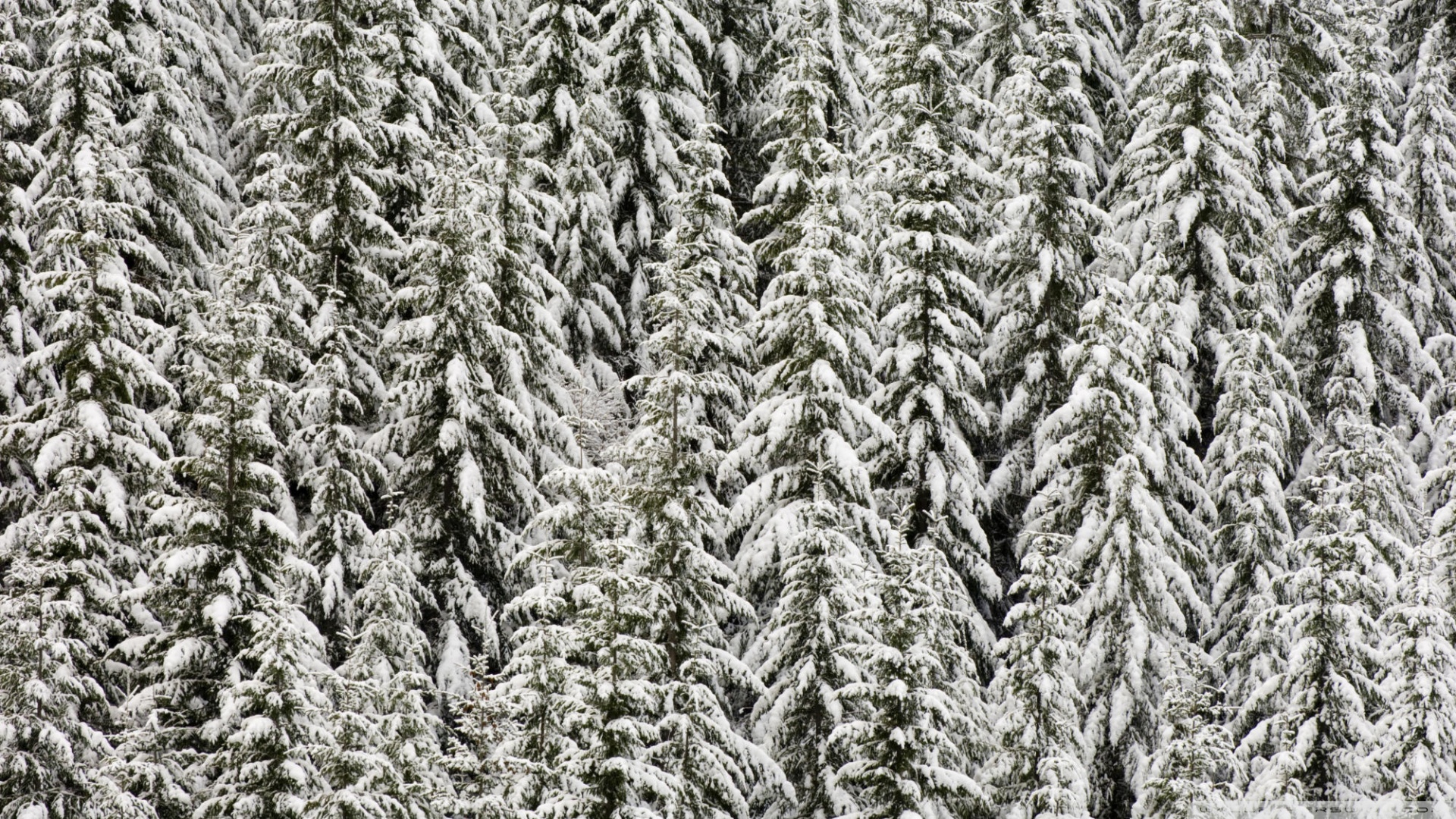 Snow Covered Evergreen Trees Ultra HD Desktop Background Wallpaper for 4K UHD TV, Widescreen & UltraWide Desktop & Laptop, Tablet