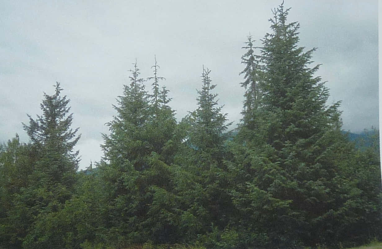 Evergreen Trees Picture