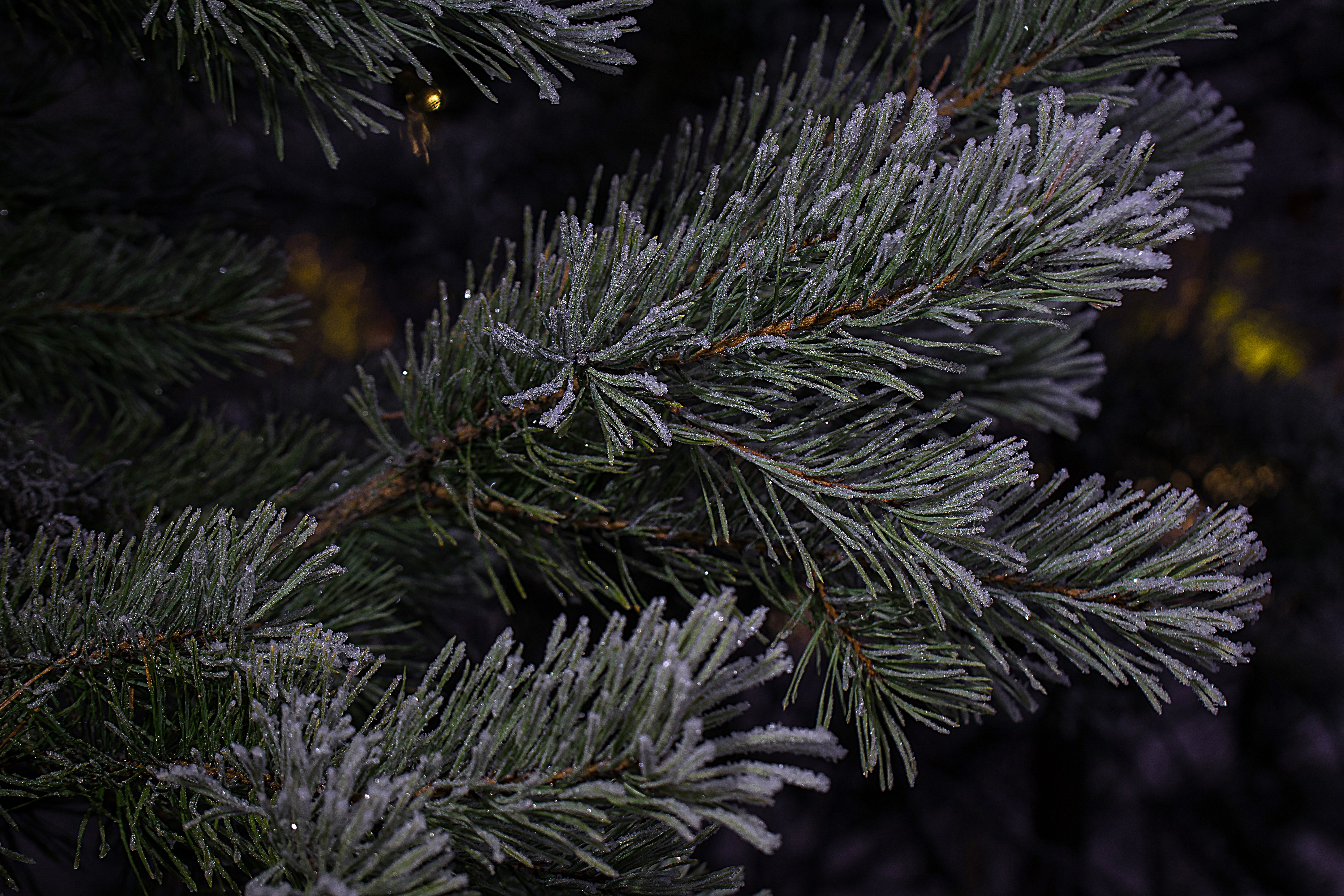 Free Image, nature, branch, snow, winter, frost, evergreen, frozen, fir, christmas tree, twig, conifer, spruce, needles, six, freezing, pine family, woody plant, land plant 6000x4000