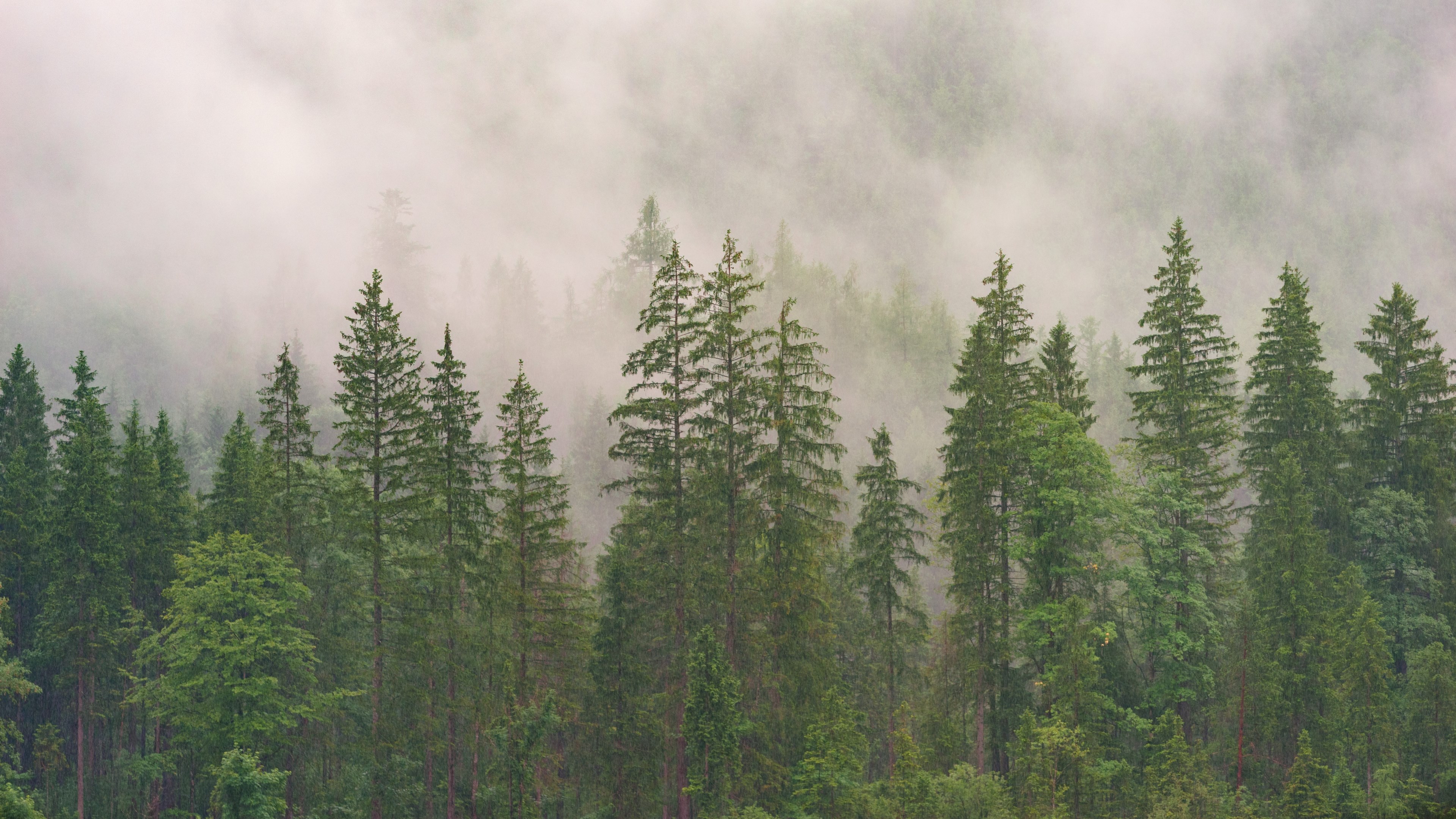 tall evergreen trees in dense fog, fog envelops forest 4k HD Wallpaper