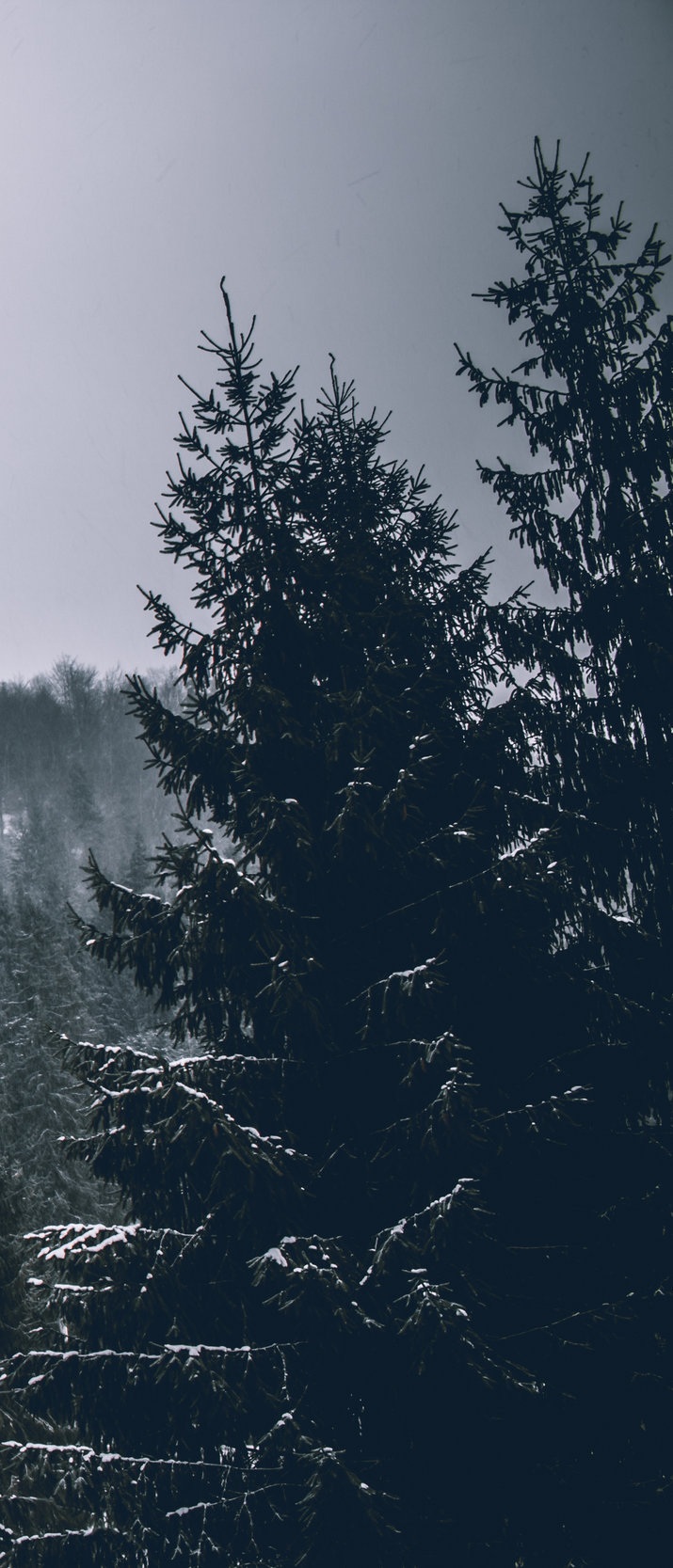 How (And Why) Evergreens Keep Their Needles Year Round